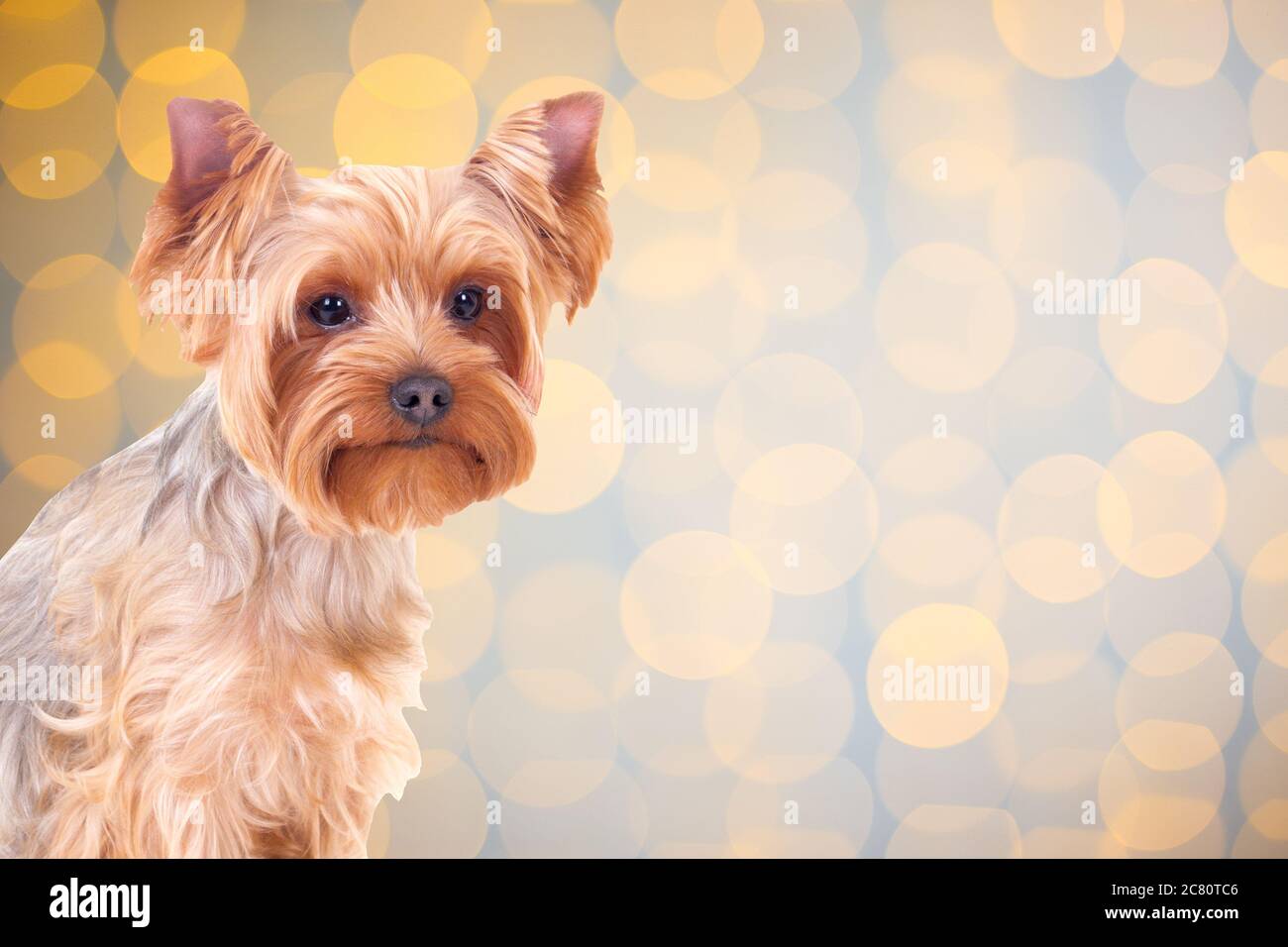 cute dog yorkshire terrier over christmas background with lights Stock Photo - Alamy cute dog yorkshire terrier over christmas background with lights Stock Photo - Alamy