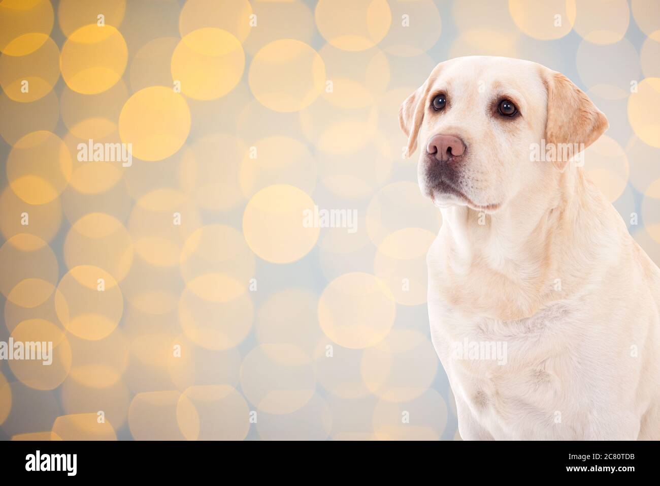 cute dog golden retriever over christmas background with lights Stock ...