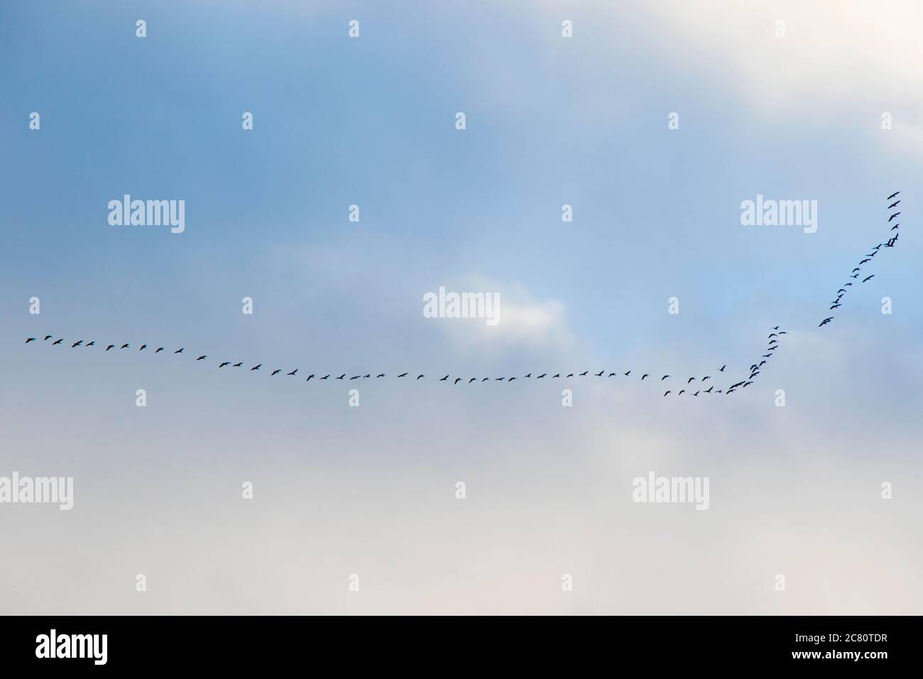 Birds flight in the sky, background. clouds and blue sky Stock Photo ...