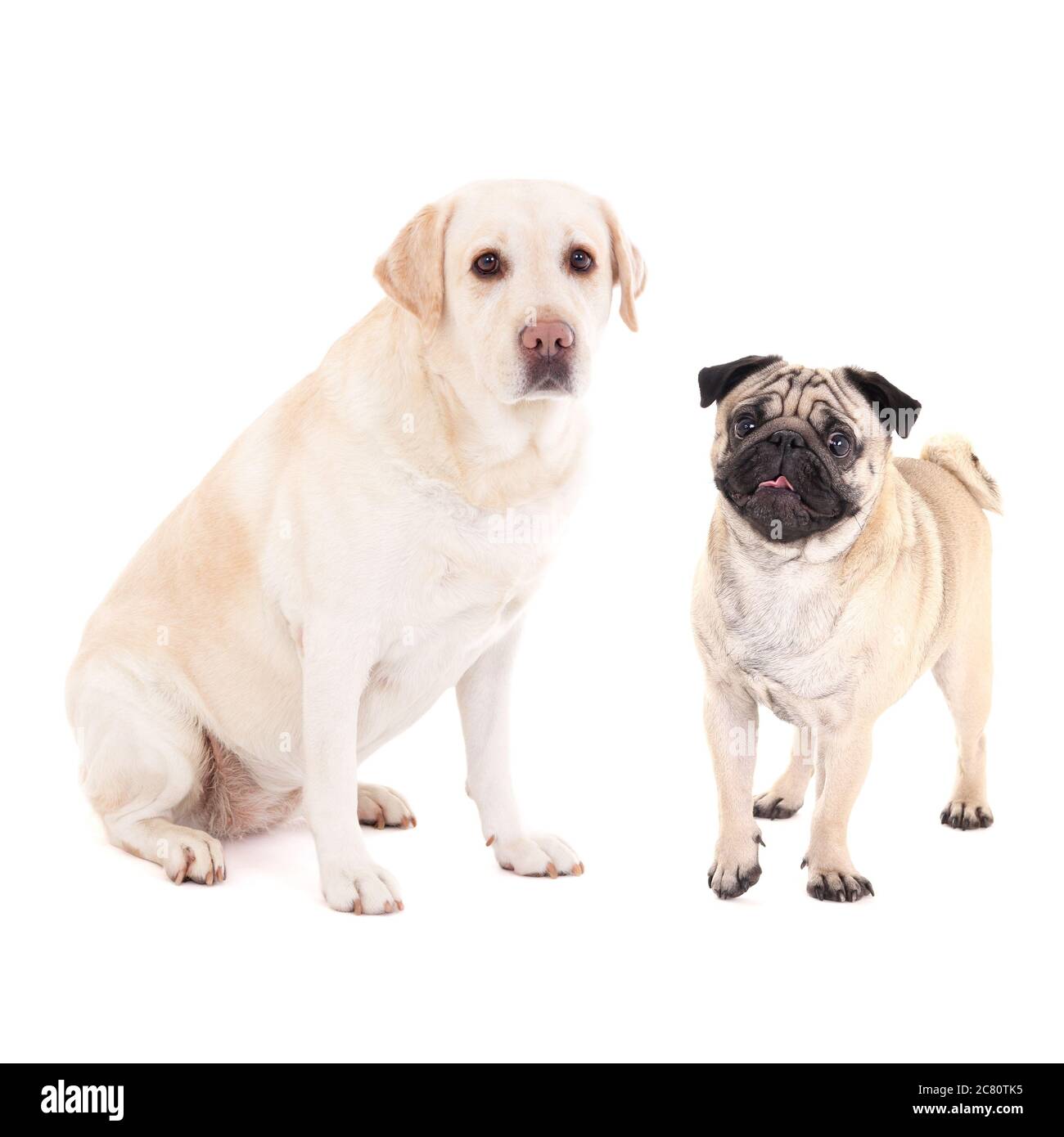 Pug mixed breed hi-res stock photography and images - Page 3 - Alamy