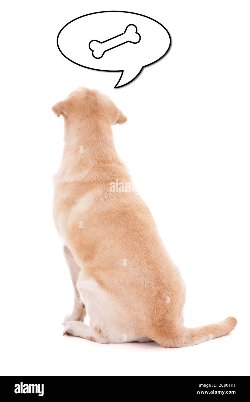 back view of sitting dog thinking about food isolated on white background Stock Photo