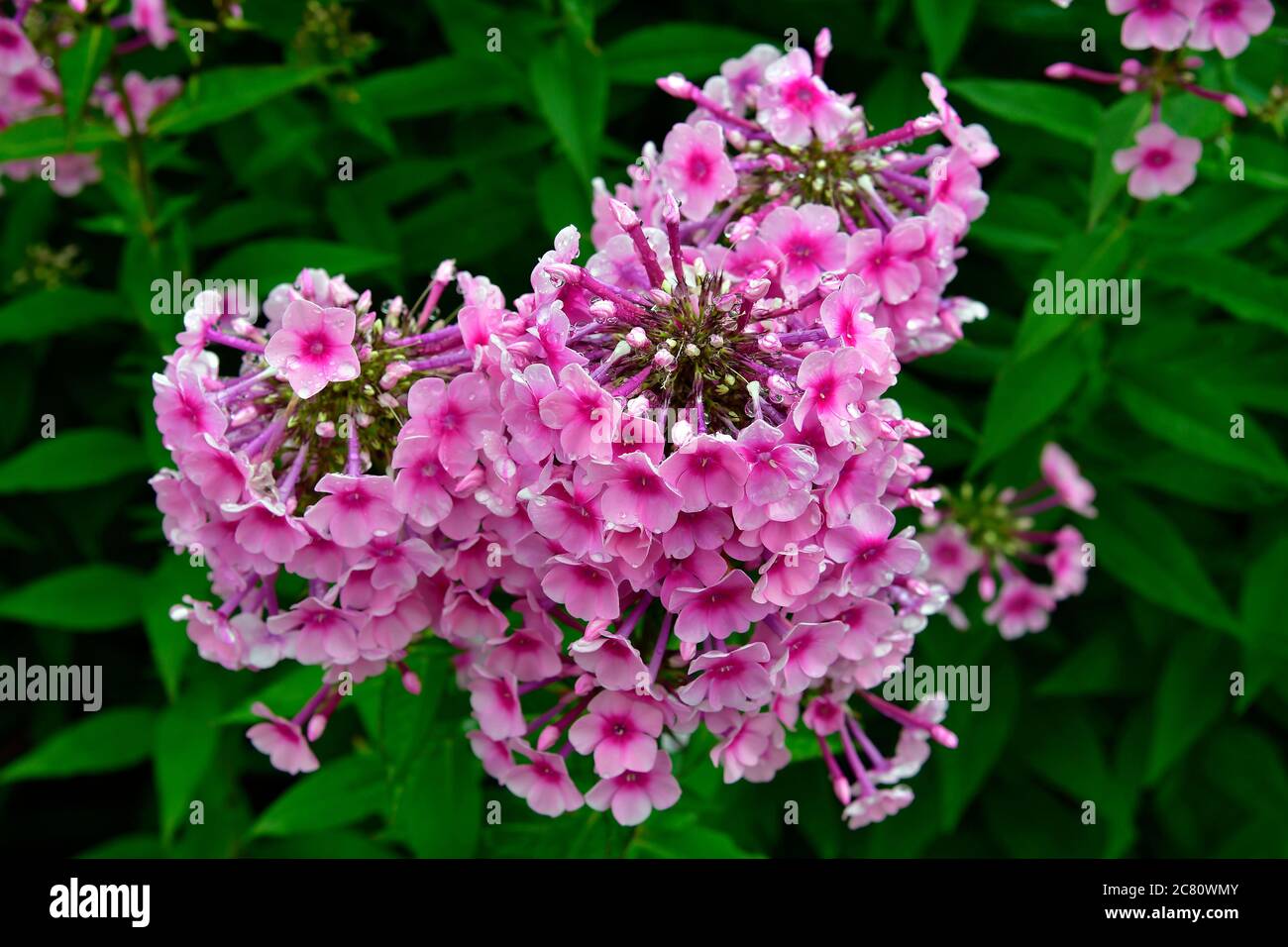 raindrops on flowering Phlox Stock Photo