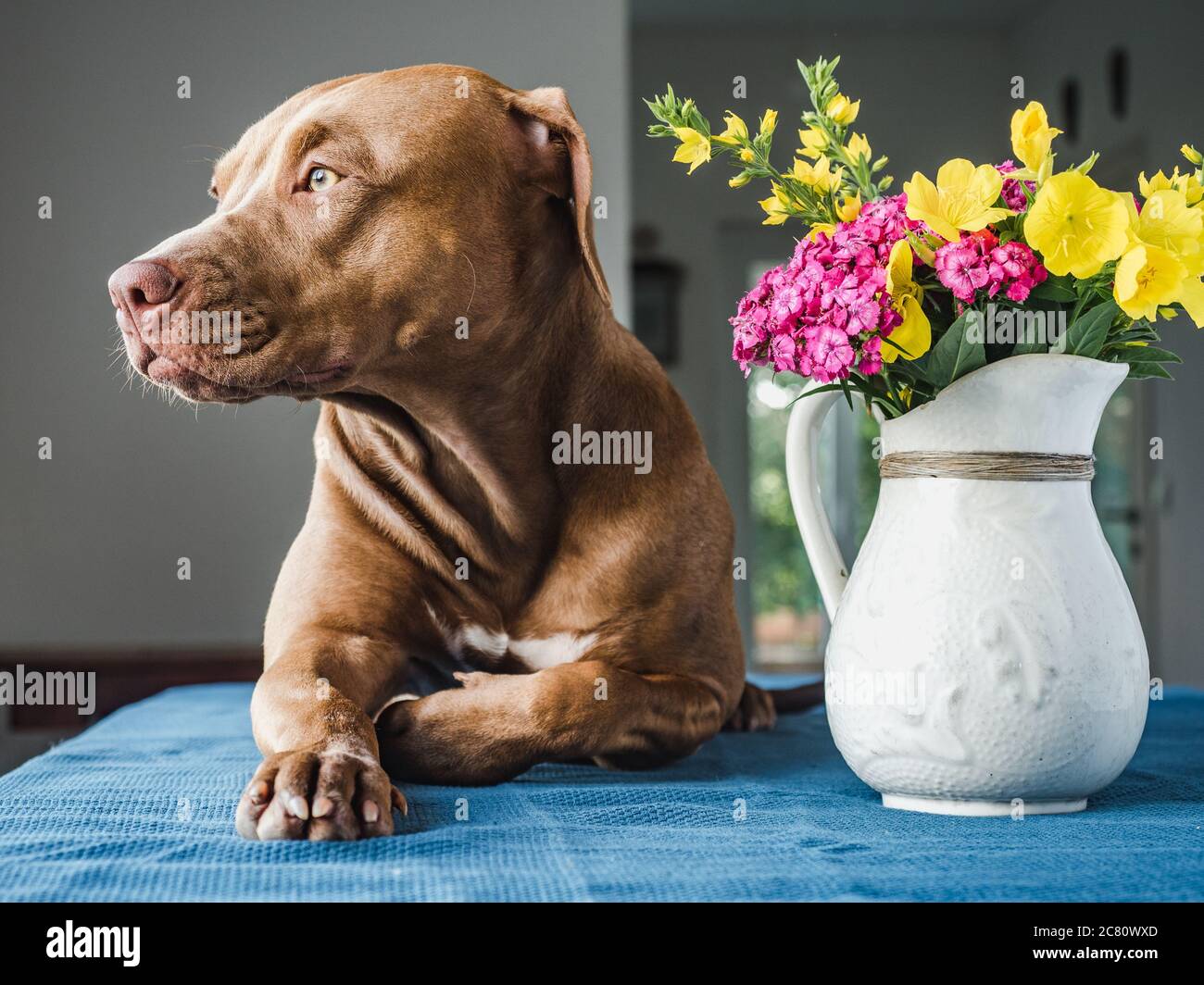 Beautiful bouquet of flowers and cute puppy Stock Photo - Alamy