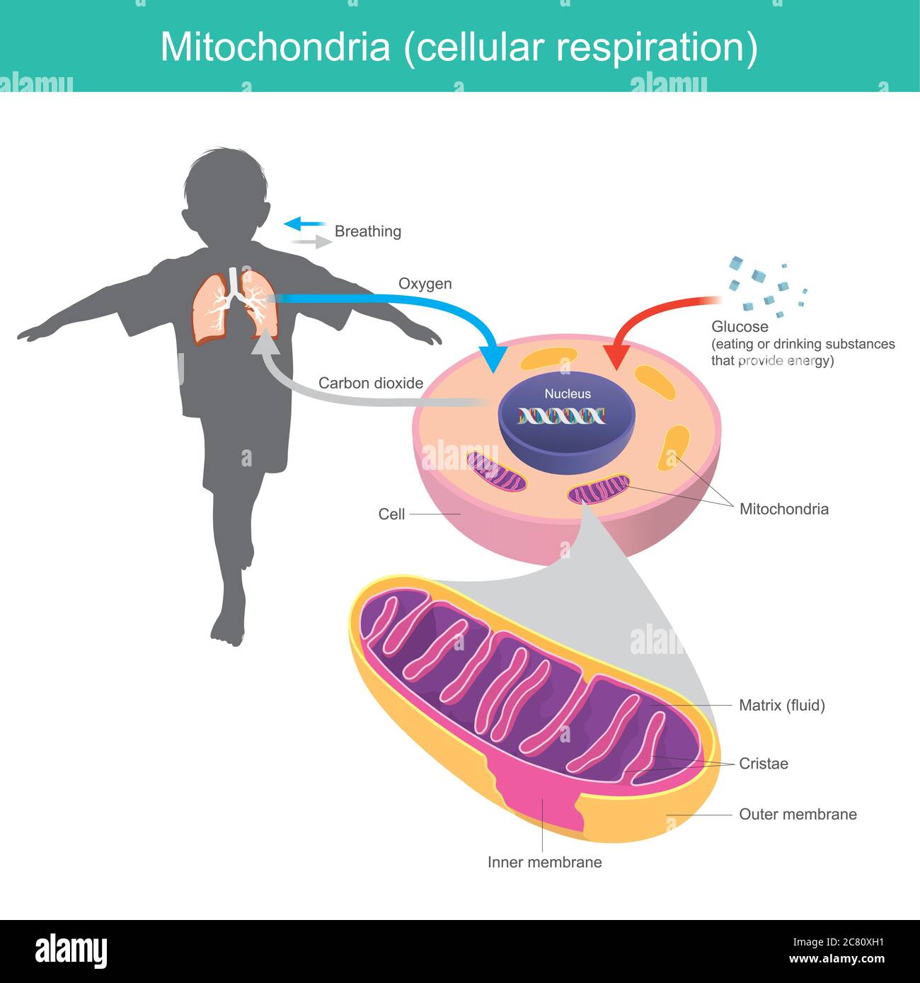 Mitochondria. Illustration explain human body received glucose and oxygen such as eating or drinking after that the cell system changes glucose Stock Vector