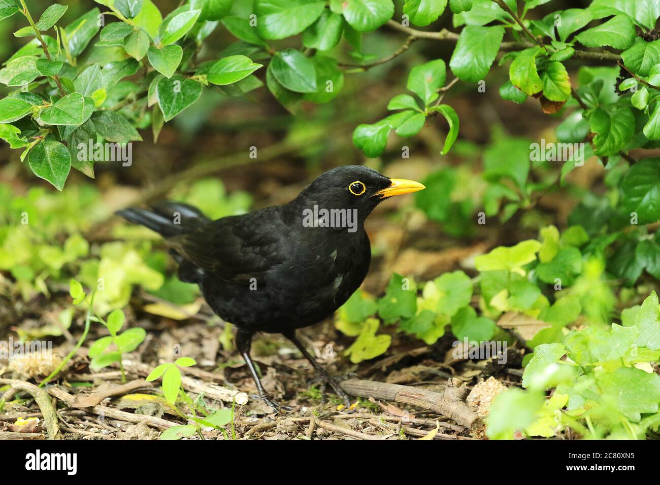 Blackbirds Are The Most Beautiful Of Garden Birds To Photograph The Blackbirds Are The Most Beautiful Of Garden Birds To Photograph The
