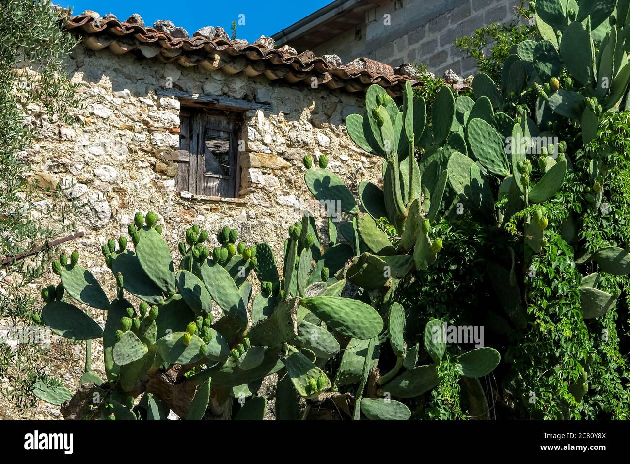 Detail of house with small wooden window and stone walls with cactus palm garden (Opuntia ficus-indica), commune of Lenola, province of Latina, Italy Stock Photo