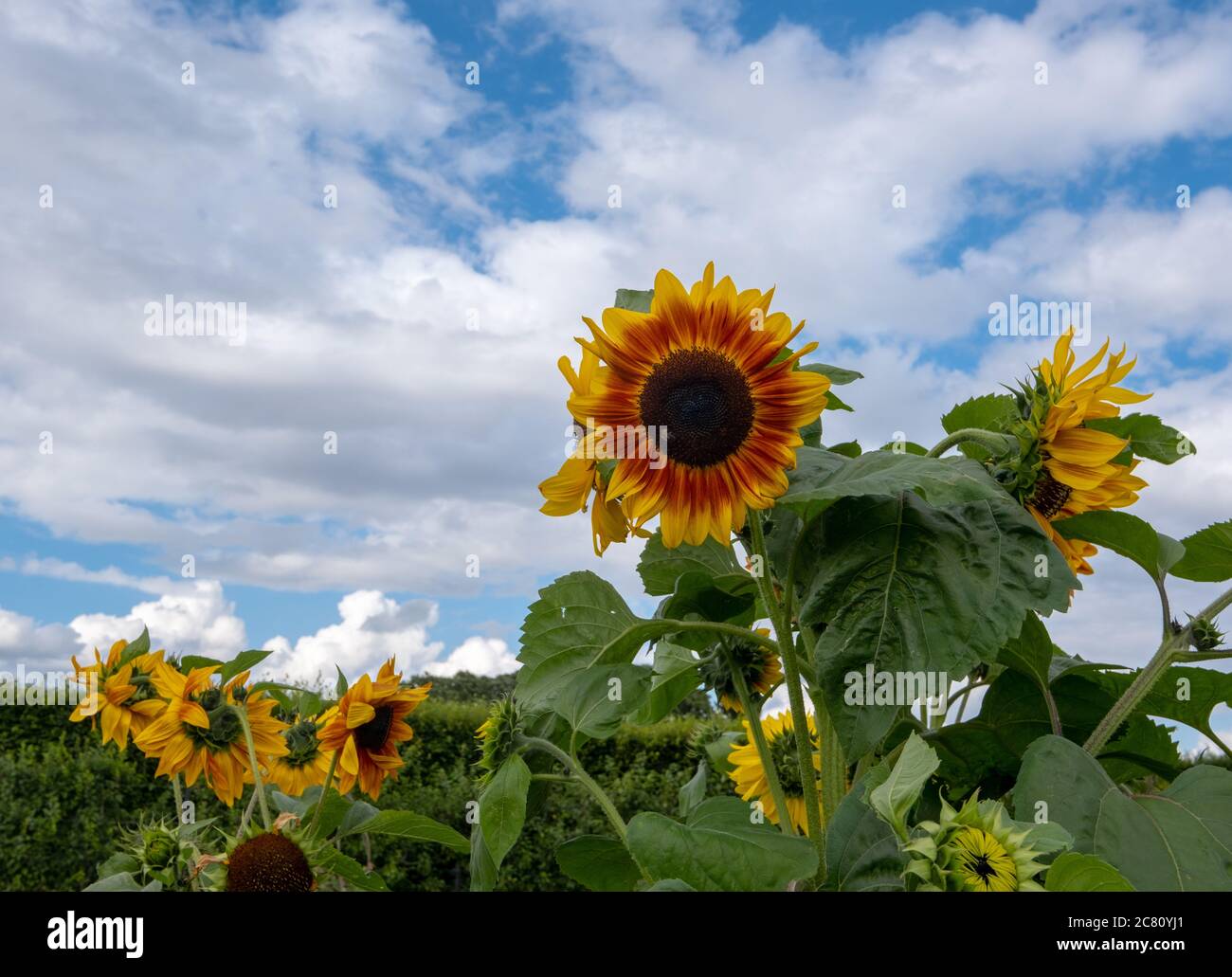 Sunflower field under blue sky and white clouds Stock Photo - Alamy