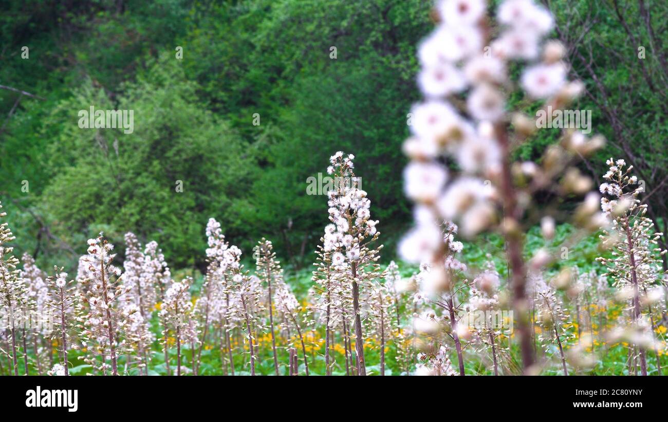 View of a beautiful field filled with Petasites hybridus or butterbur