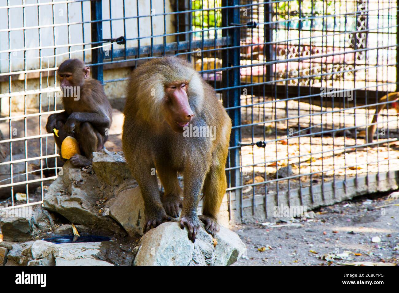 The macaques constitute a genus of gregarious Old World monkeys of the