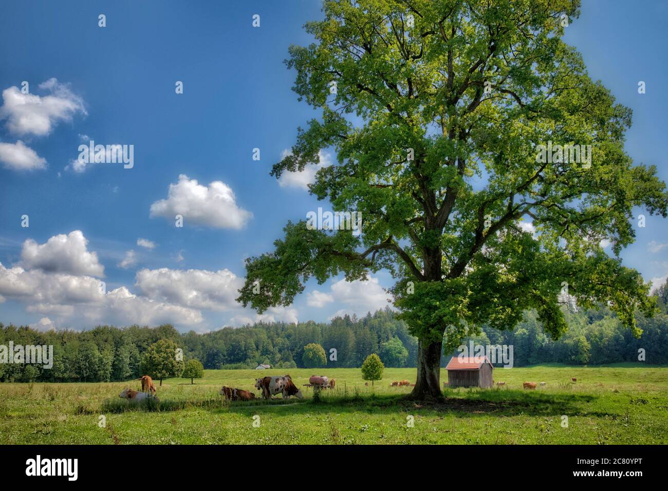 DE - BAVARIA: Agricultural landscape with cows near Bad Toelz Stock Photo