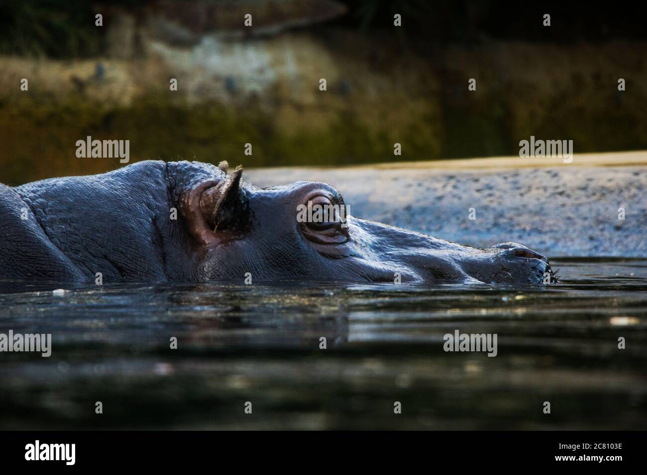 Hippopotamus in the water, Berlin Zoo, wild animal life Stock Photo