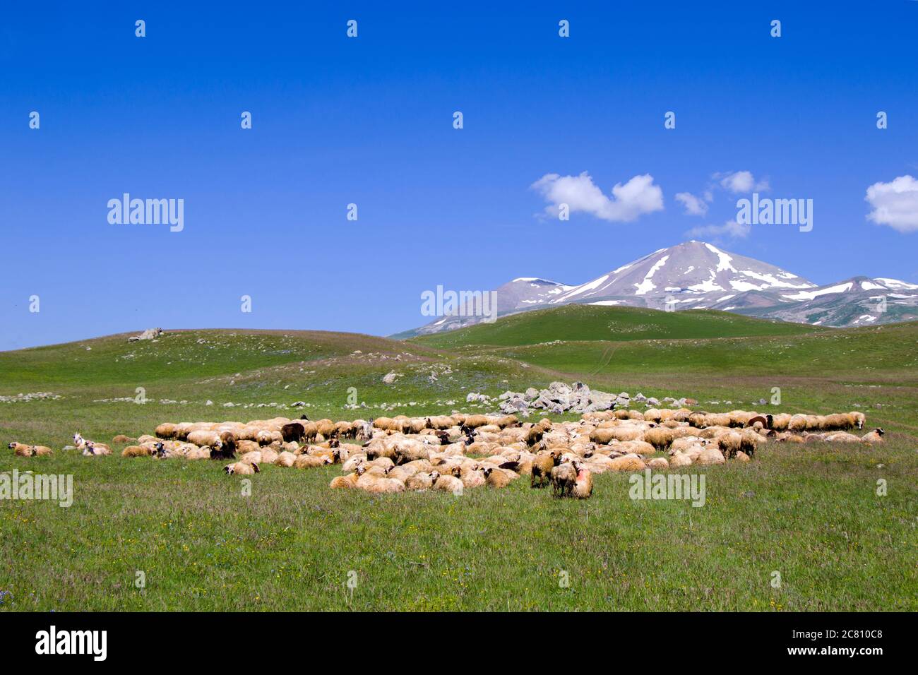 Sheep and goats in the valley. Domestic animal life. Farm in mountains ...
