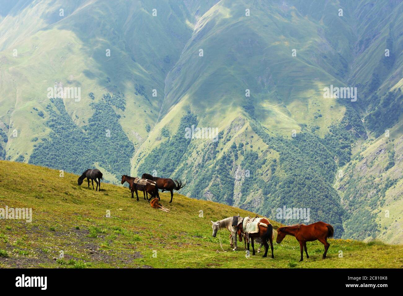 Horses in the valley, landscape and wildlife scene in Stock