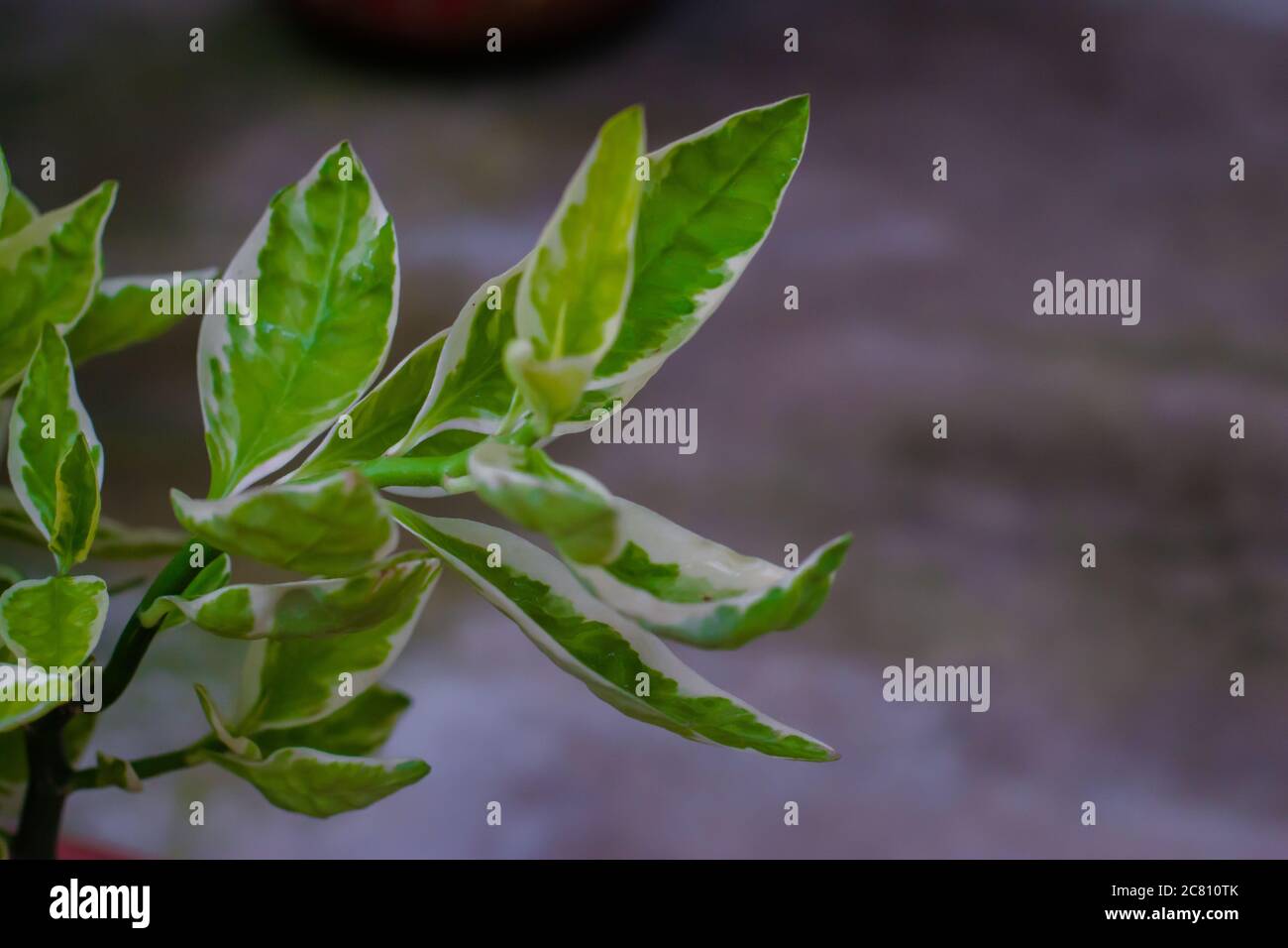 Branch of houseplant ficus benjamina with variegated leaves. selective focus, copy space. Stock Photo