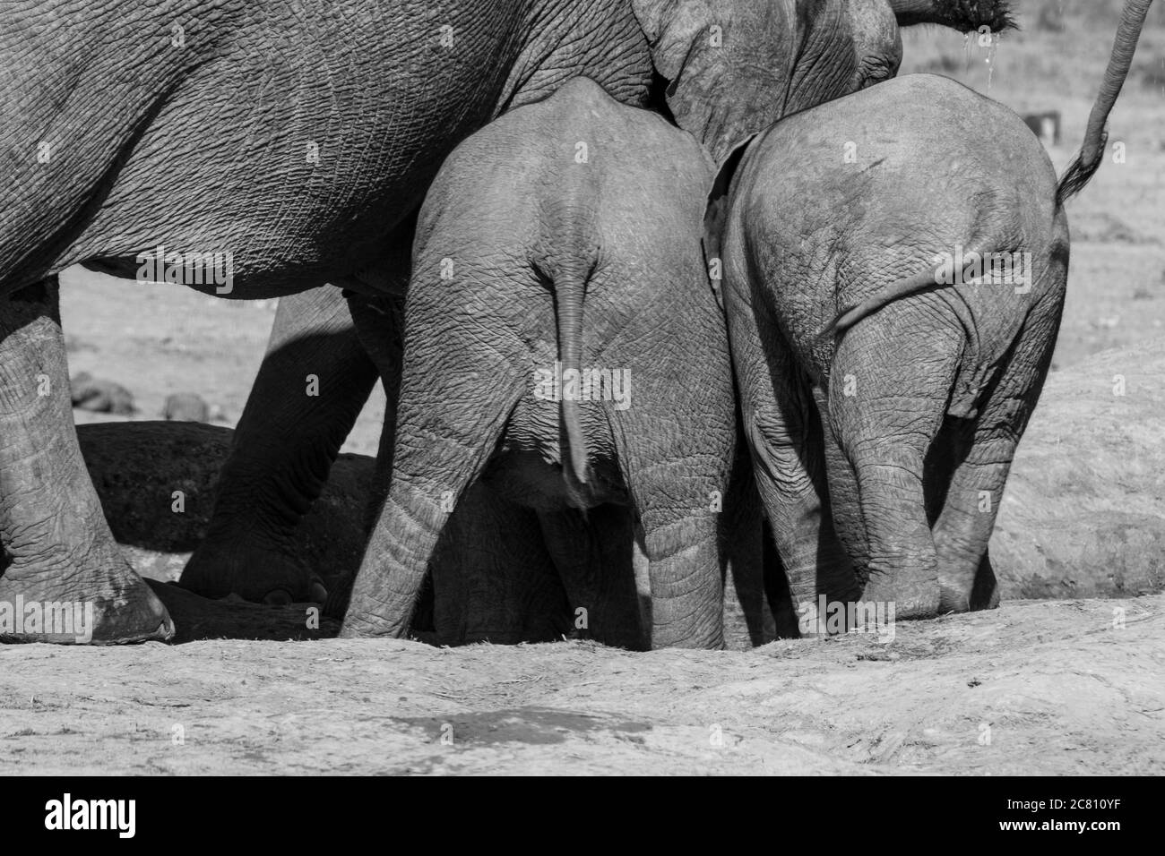 Pushing and Shoving Stock Photo - Alamy