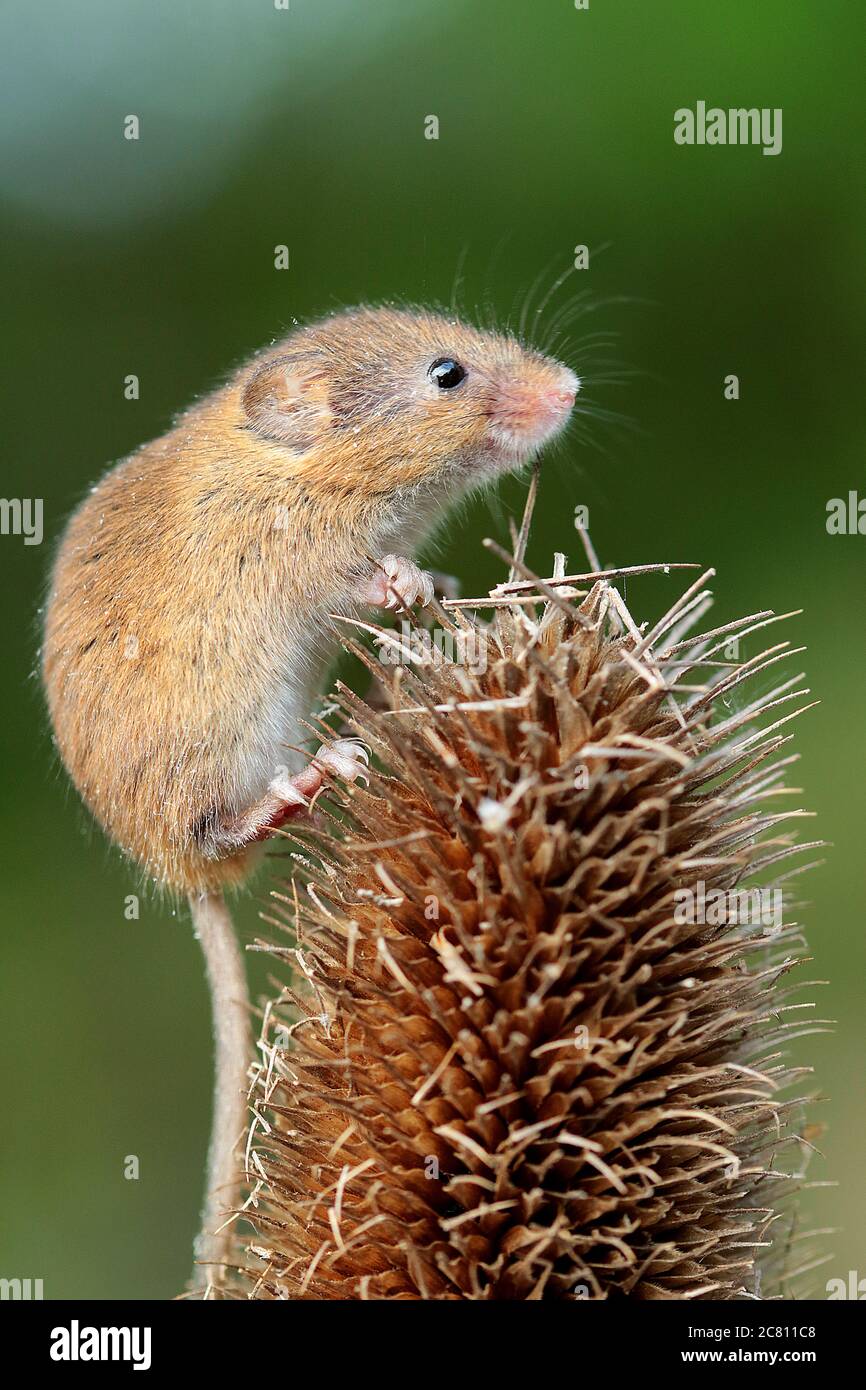Harvest mice are just adorable & a real delight to photograph. They are tiny British mammals,with adults weighing as little as a two pence piece! Thes Stock Photo