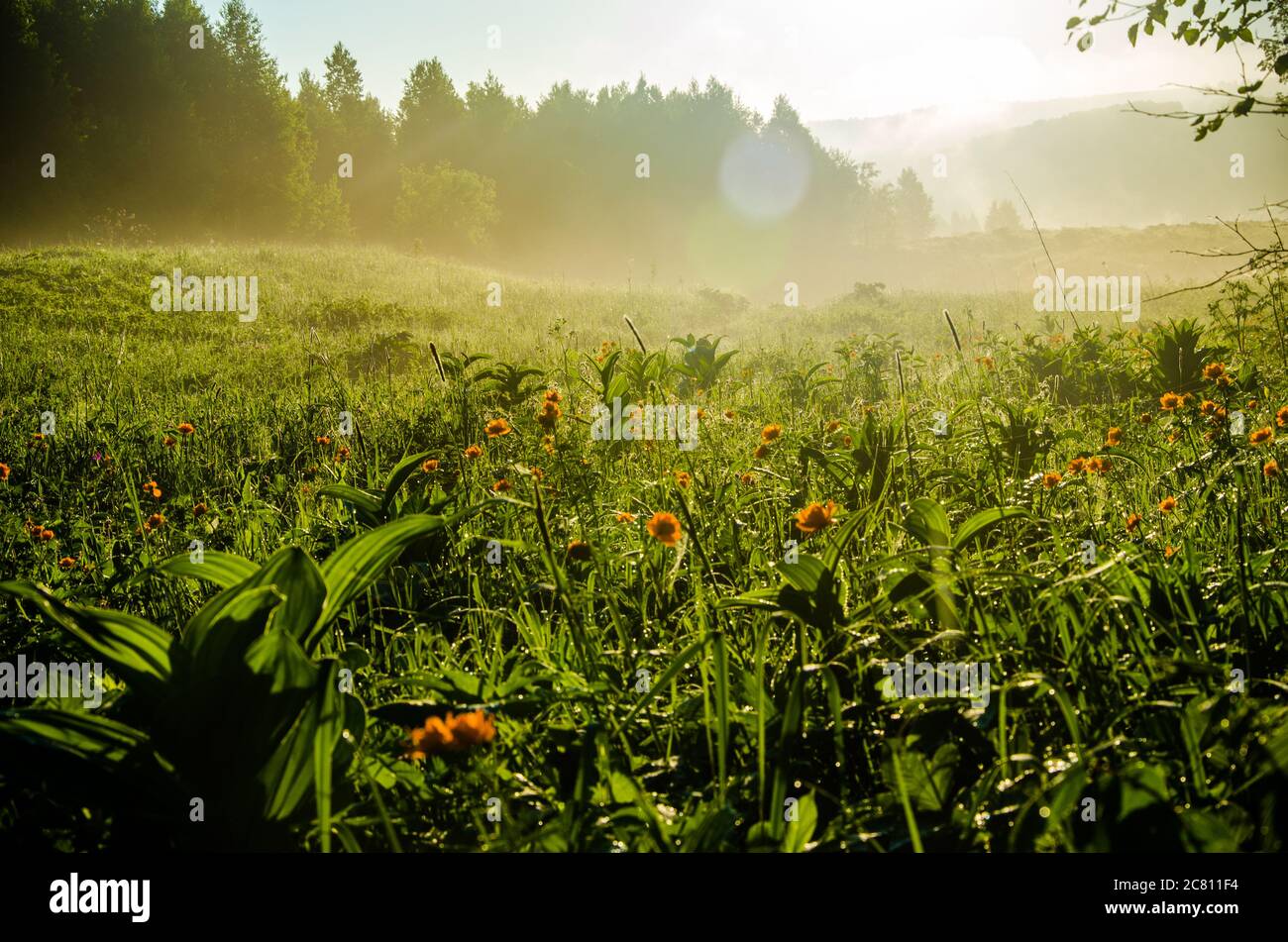 thick morning fog in the forest at pond. orange flowers Stock Photo - Alamy