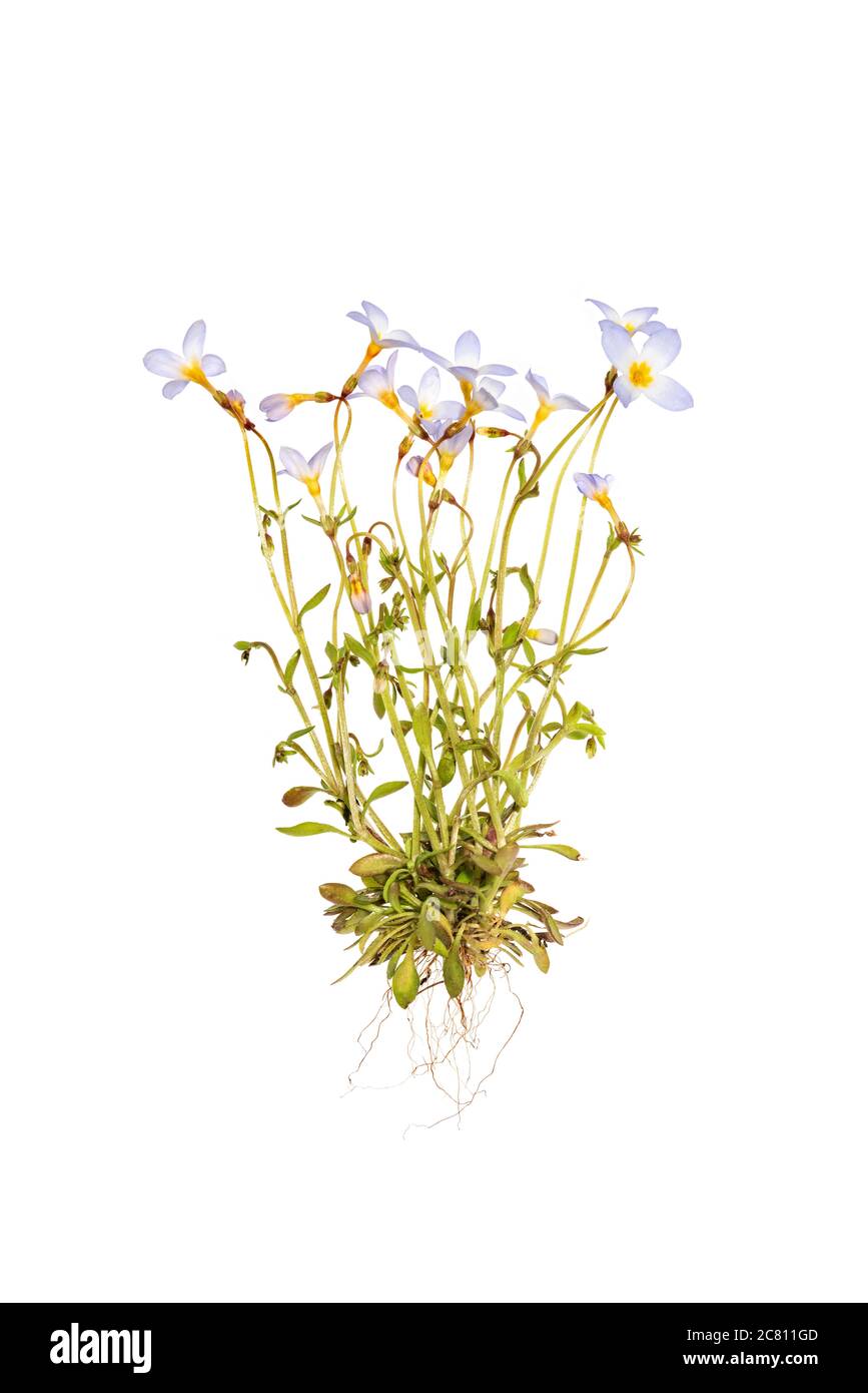 Bluets (Houstonia caerulea) - whole plant on a white background Stock Photo