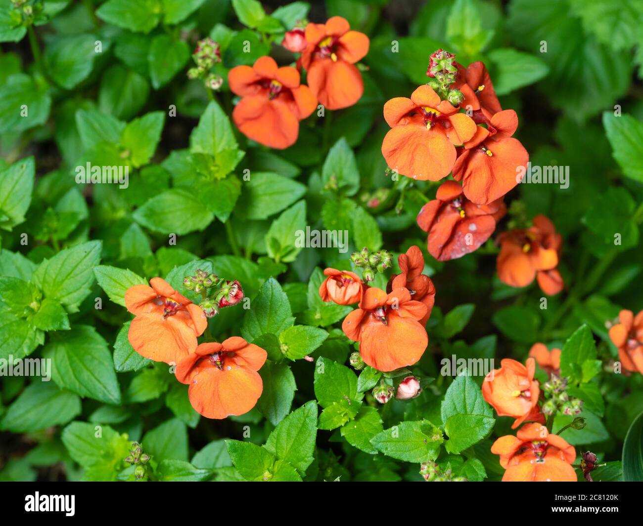 Summer flowers of the long blooming bedding and container perennial, Diascia 'Diamond Dark Orange' Stock Photo