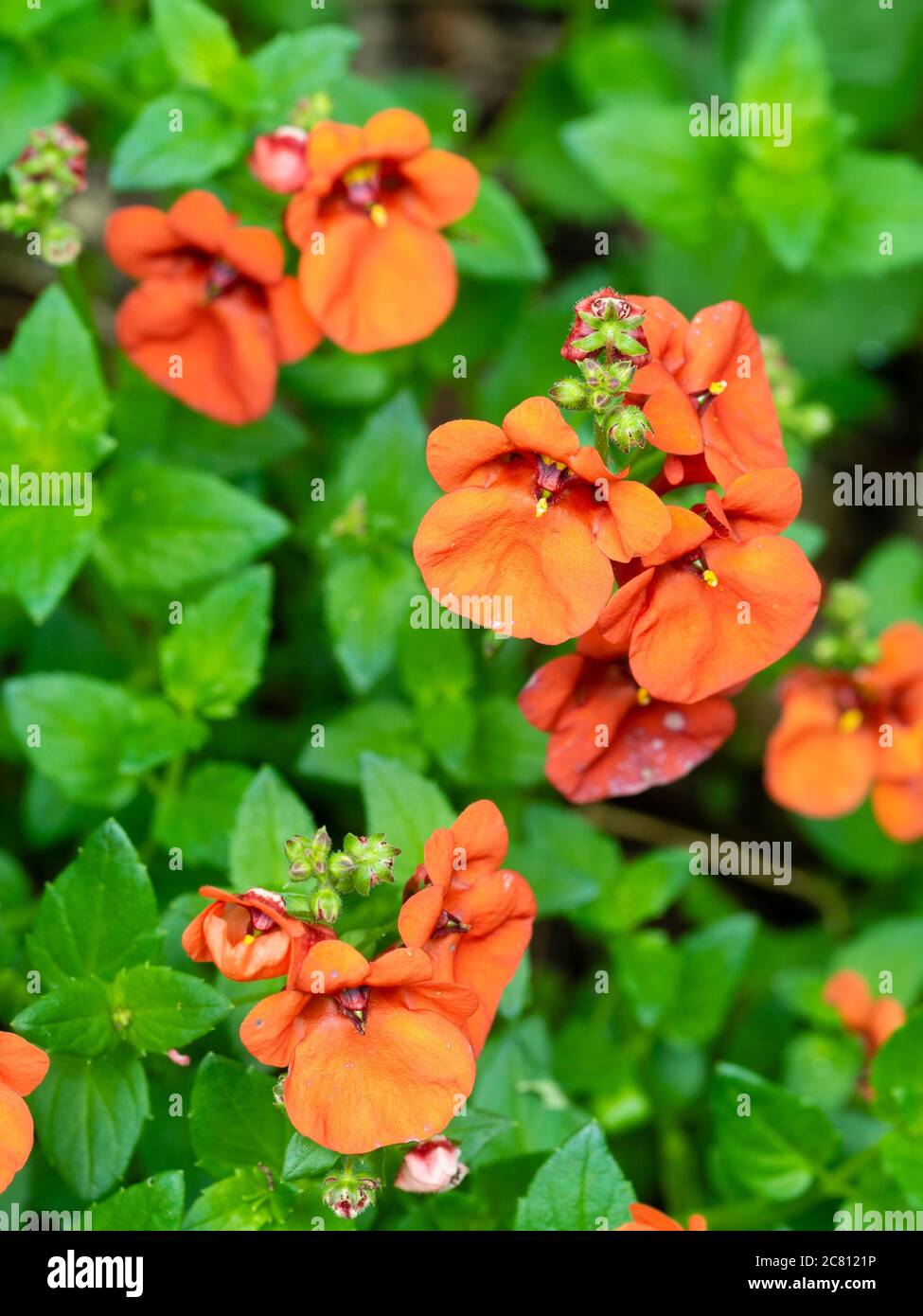 Summer flowers of the long blooming bedding and container perennial, Diascia 'Diamond Dark Orange' Stock Photo