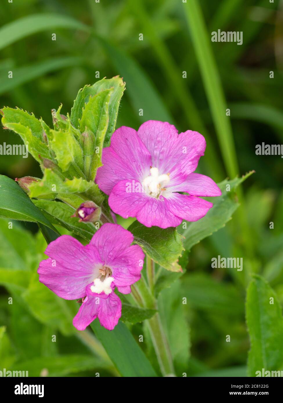 Close up of the pink flowers of the herbaceous perennial UK wildflower, Epilobium hirsutum, Great willowherb or Codlins and Cream Stock Photo