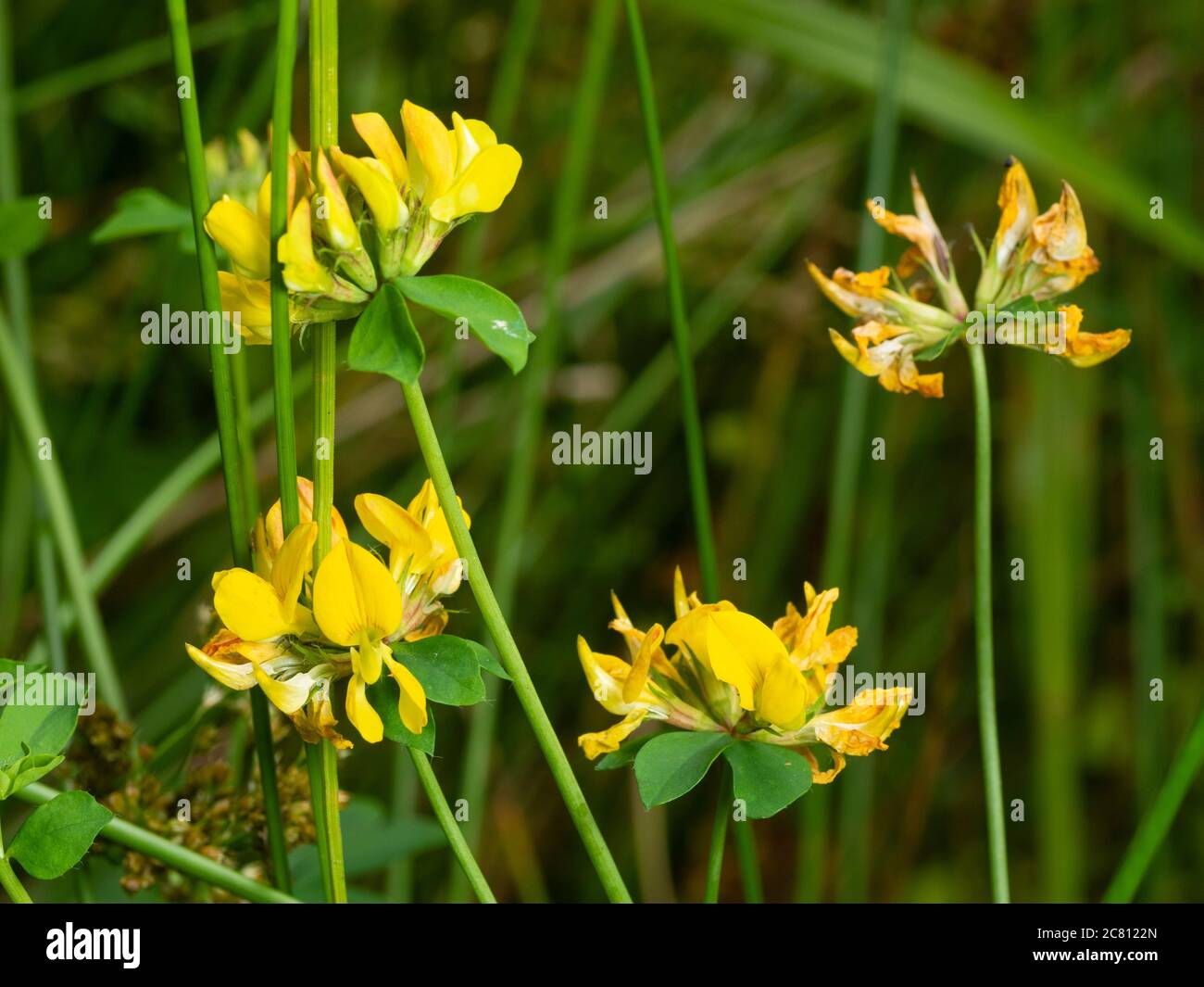 Yellow summer flowers on upright stems of the UK wildflower, Lotus pedunculatus, greater bird's foot trefoil Stock Photo