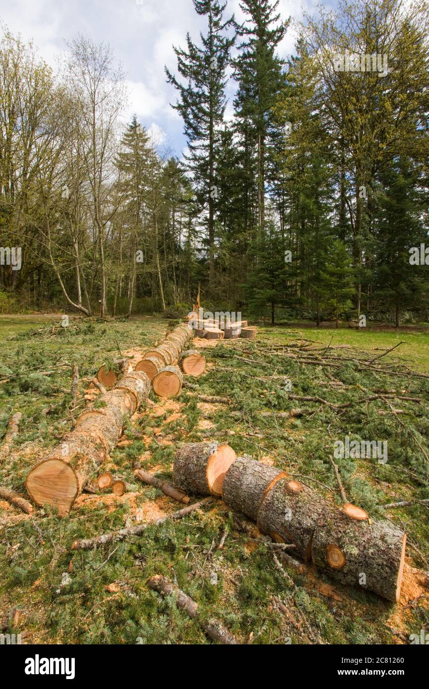 Fallen Western Hemlock tree which has been sawed into pieces and has had branches cut off, in Issaquah, Washington, USA Stock Photo
