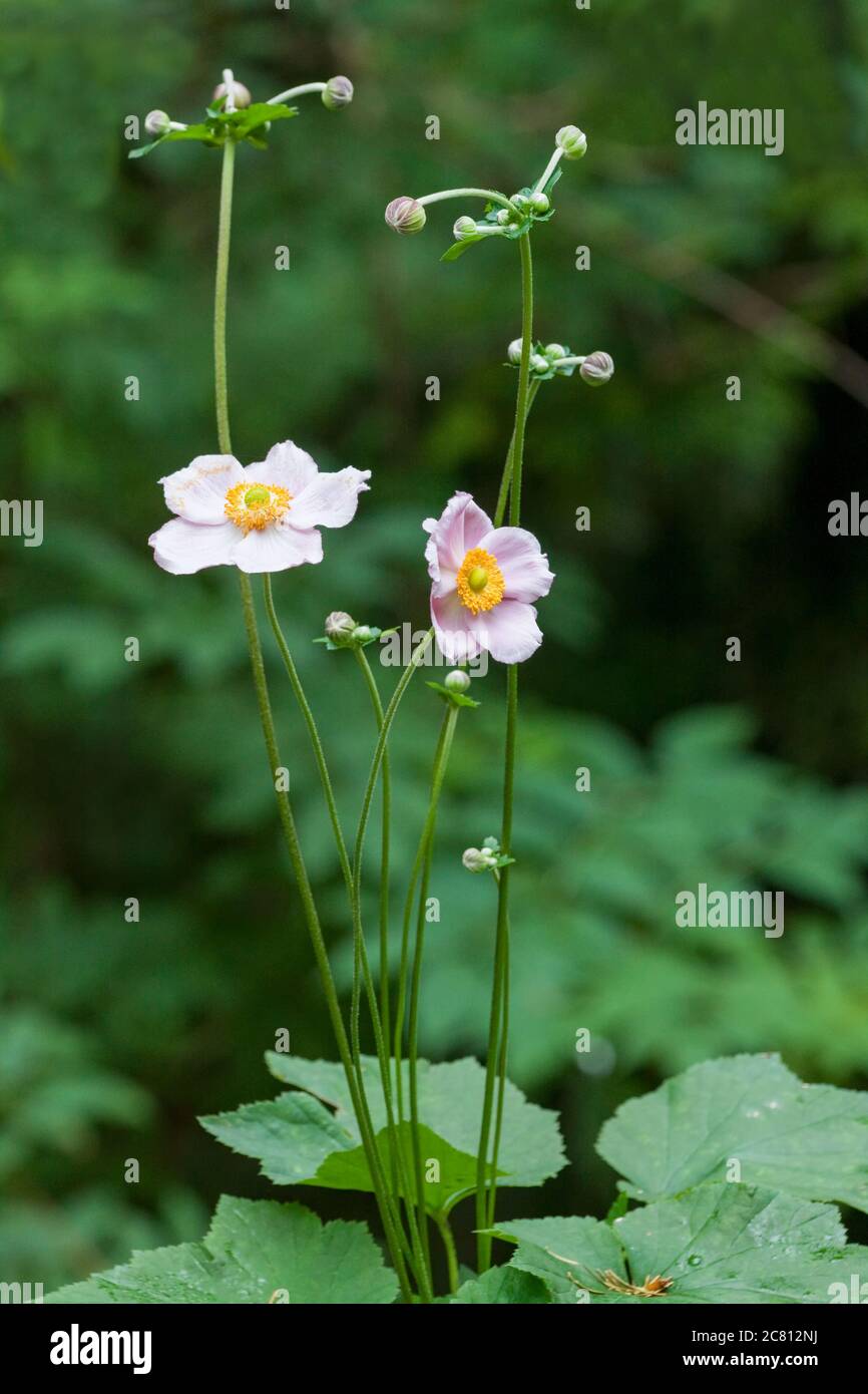Japanese Anemone (Anemone hupehensis) flowers in Issaquah, Washington