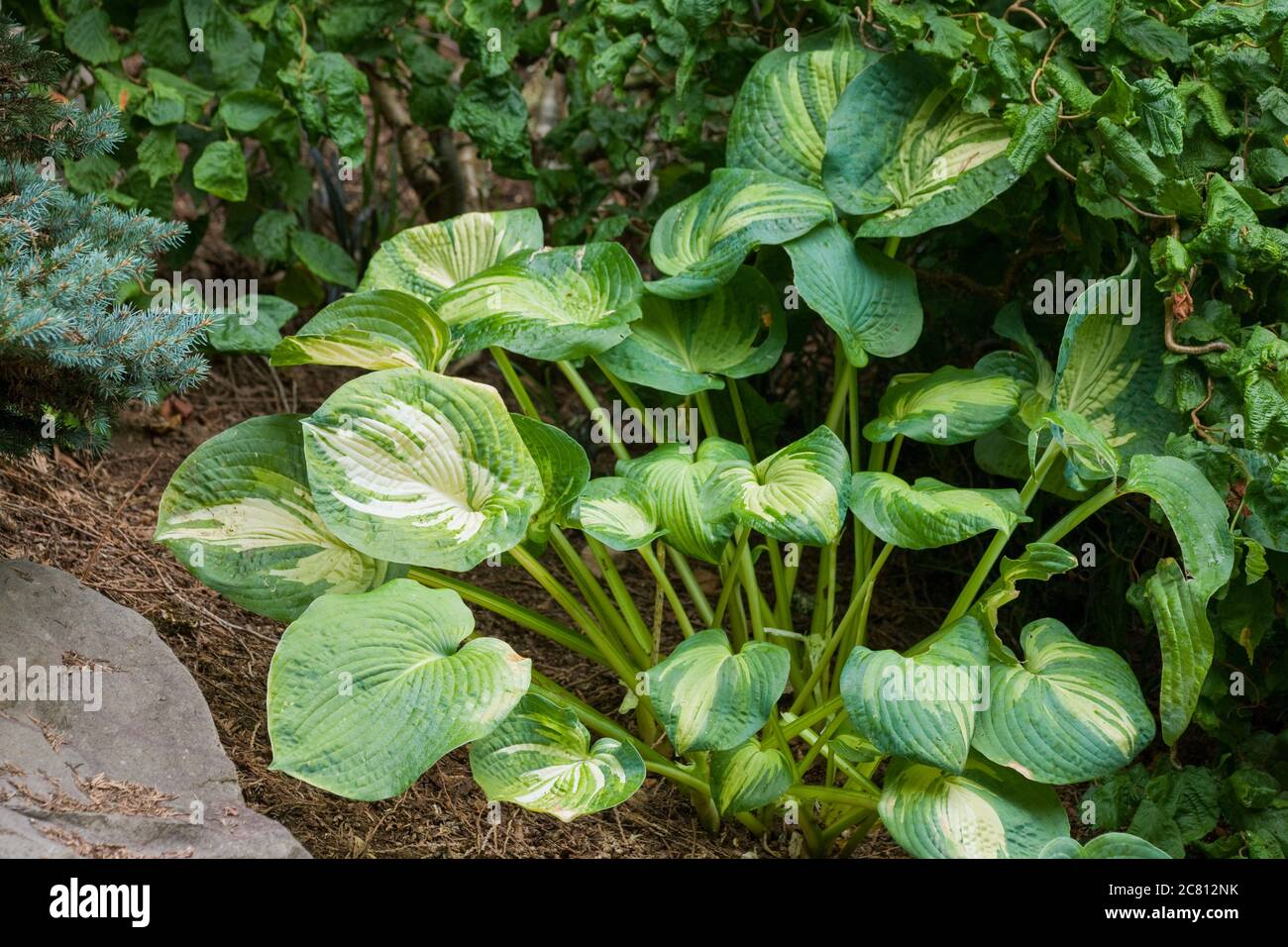Hosta in shade garden in in Issaquah, Washington, USA Stock Photo