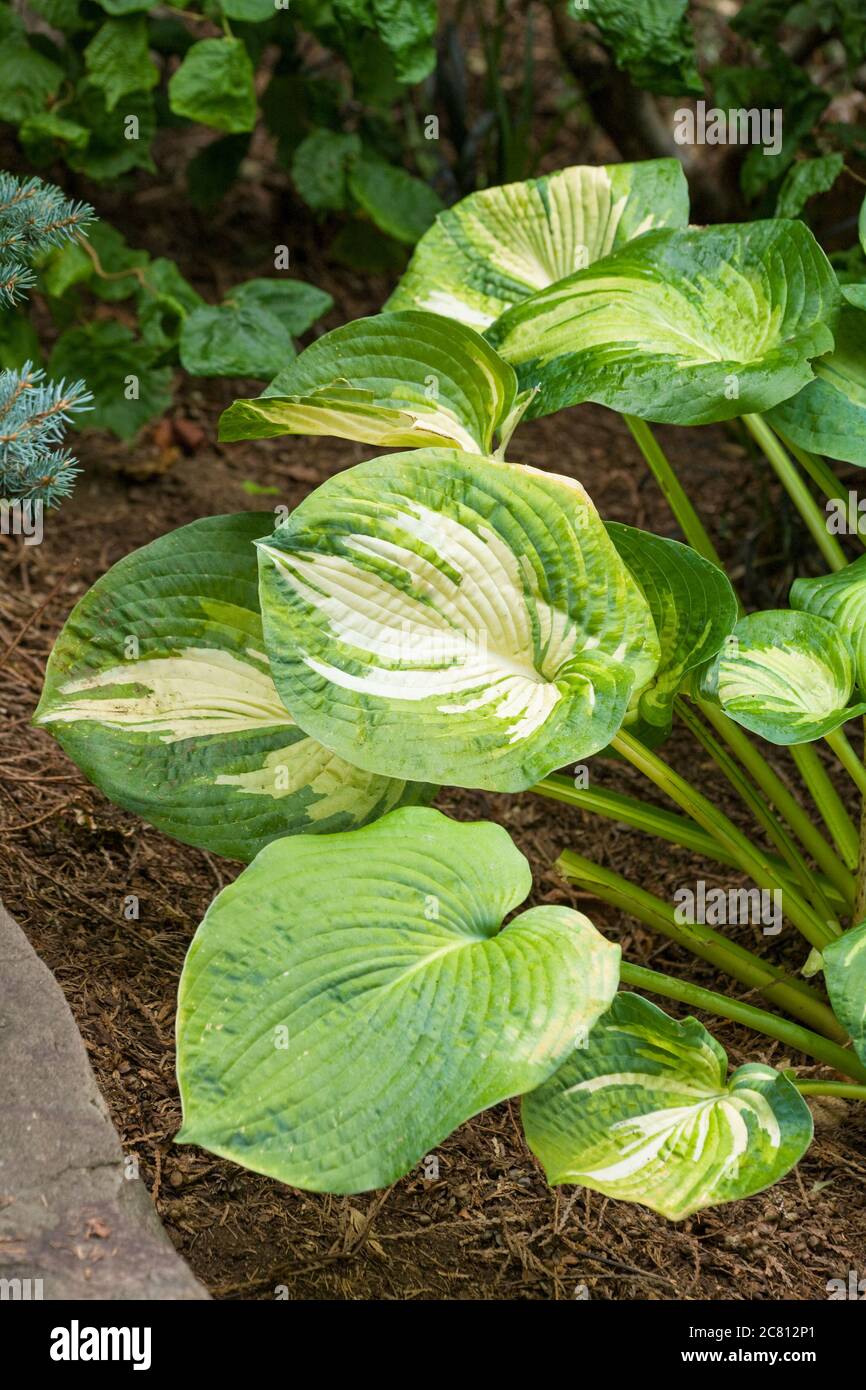 Hosta in shade garden in in Issaquah, Washington, USA Stock Photo
