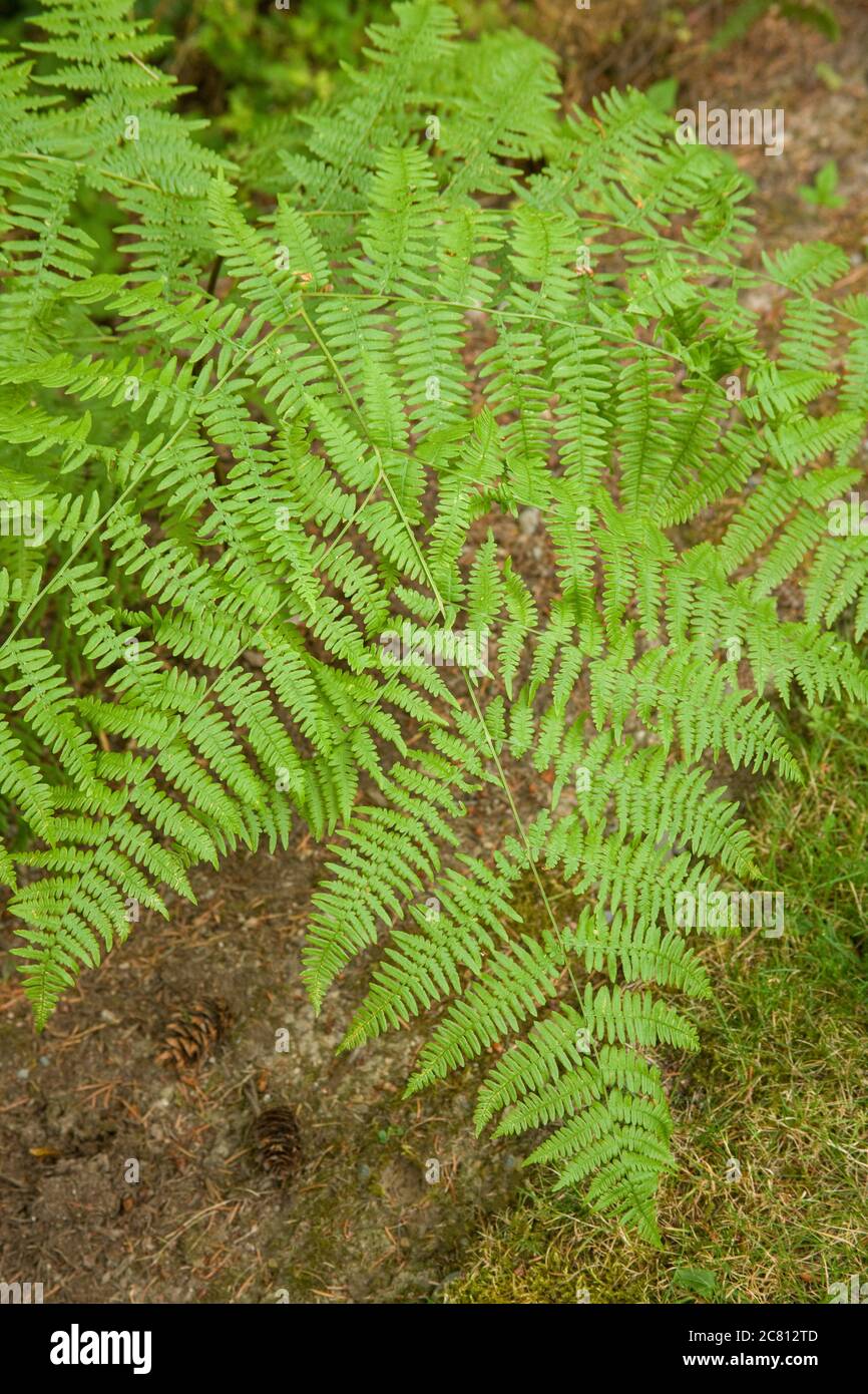 Bracken fern in shady yard in Issaquah, Washington, USA Stock Photo
