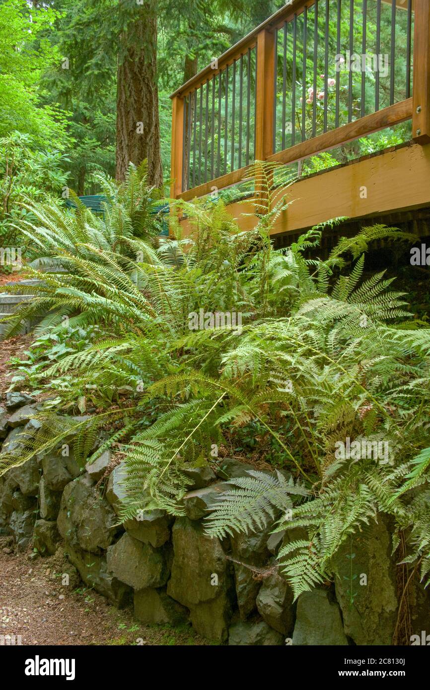 Lady Fern and Western Sword Fern growing above a stone wall next to a patio in a shady yard in Issaquah, Washington, USA Stock Photo
