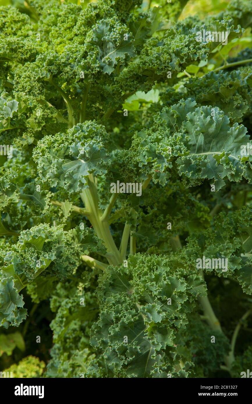 Green Kale growing in Issaquah, Washington, USA.  Kale is a non-heading plant from the the cabbage family, grown for its leafy green leaves. Stock Photo