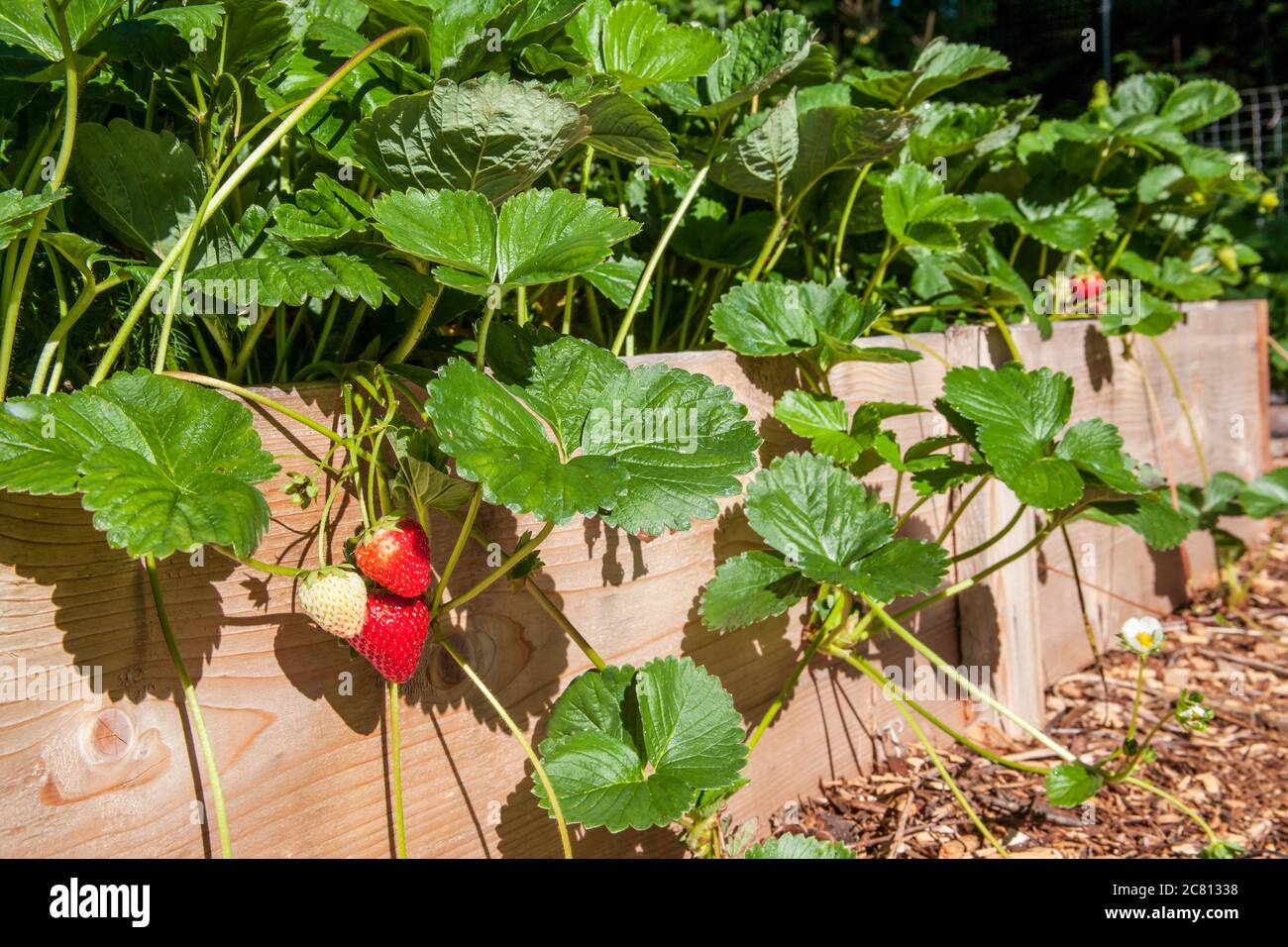 Strawberry raised bed hires stock photography and images Alamy