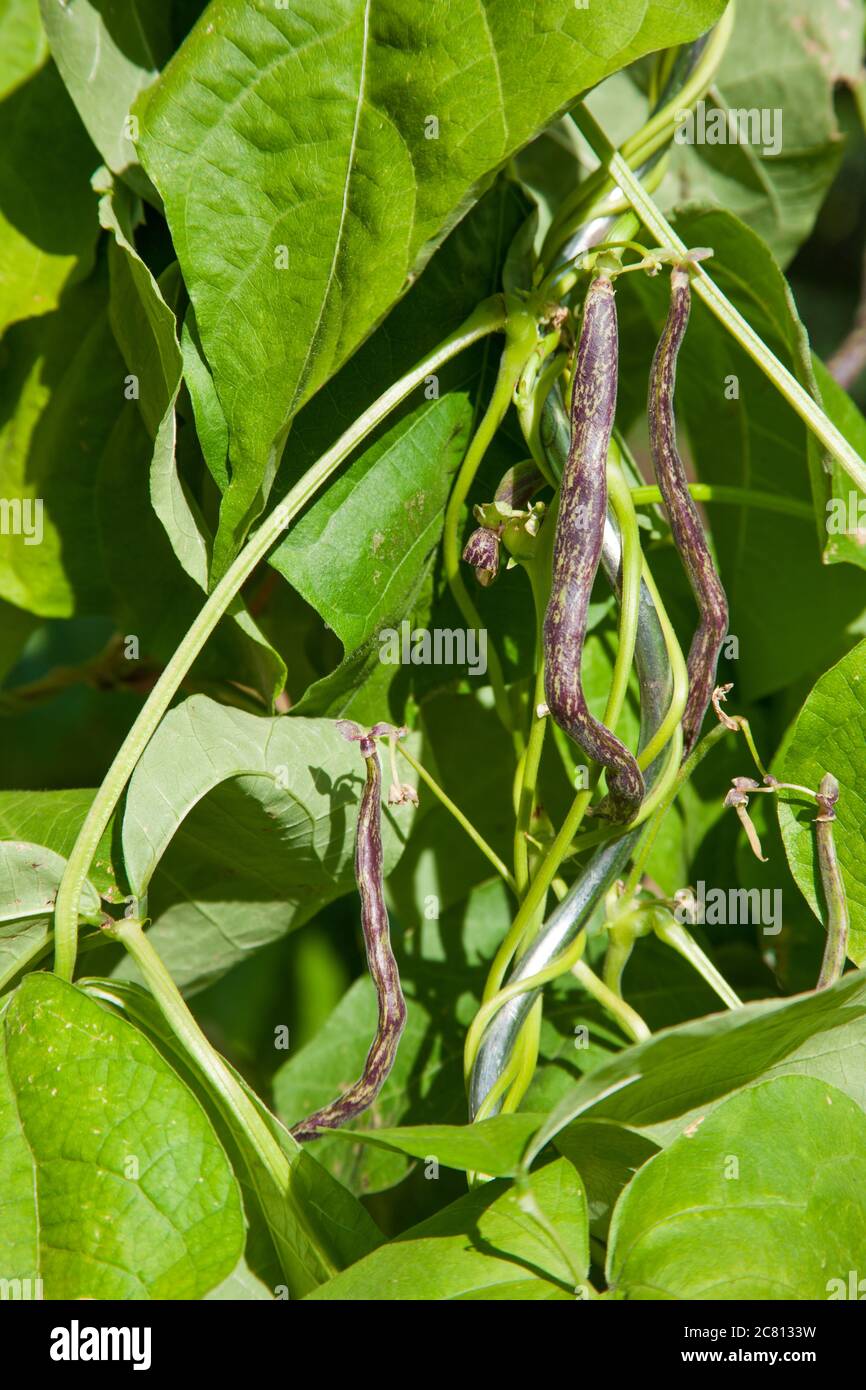 Dragon's Tongue bush bean heirloom plant growing in Issaquah