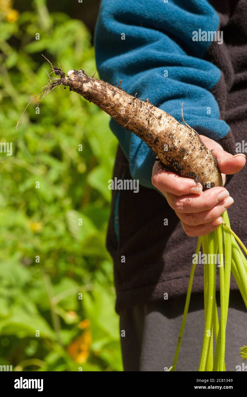 White carrot freshly pulled from the garden, held in a woman's hand in Issaquah, Washington, USA Stock Photo