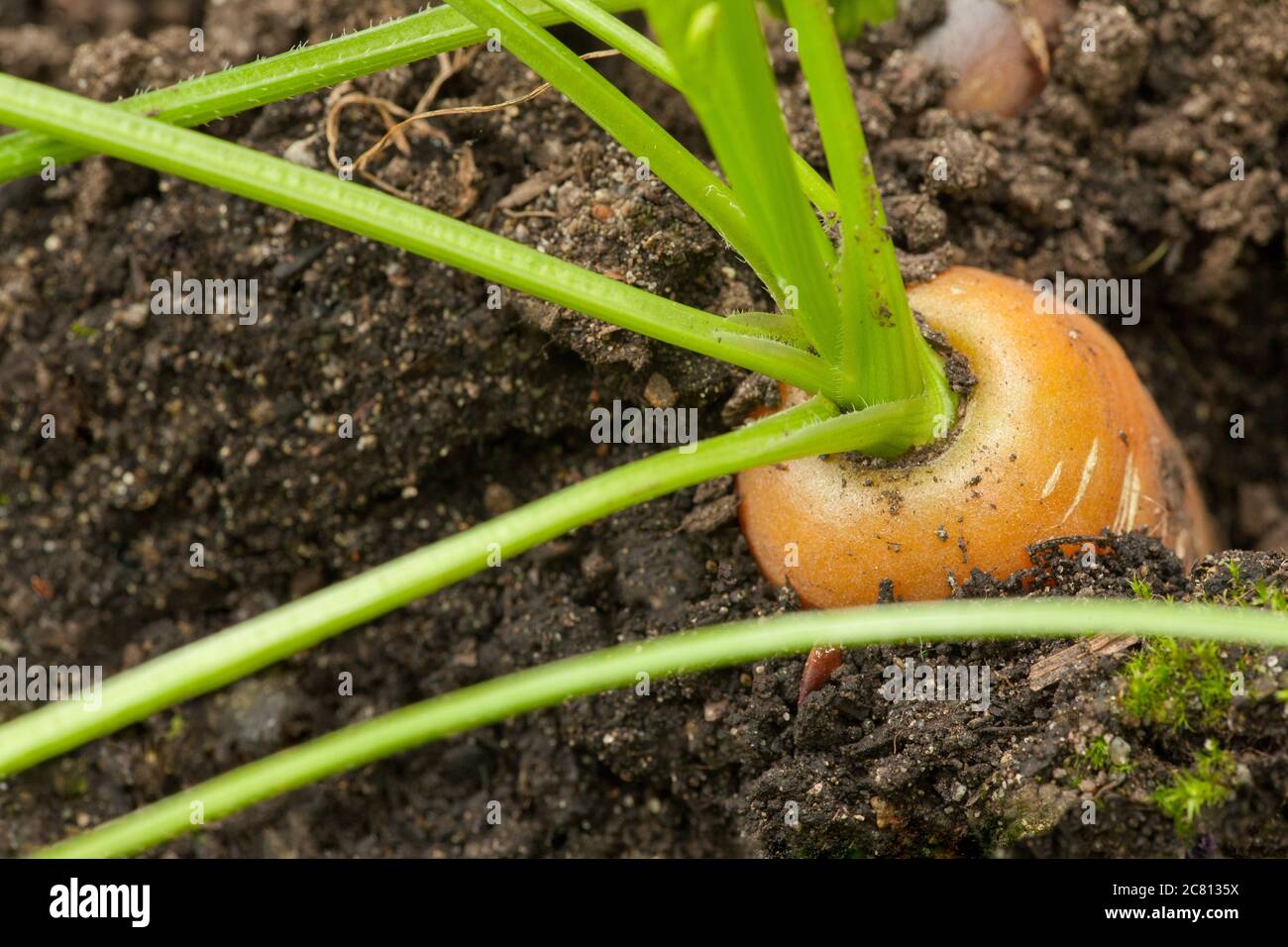 Issaquah, Washington, USA.  Carrots growing, ready to be harvested. Stock Photo