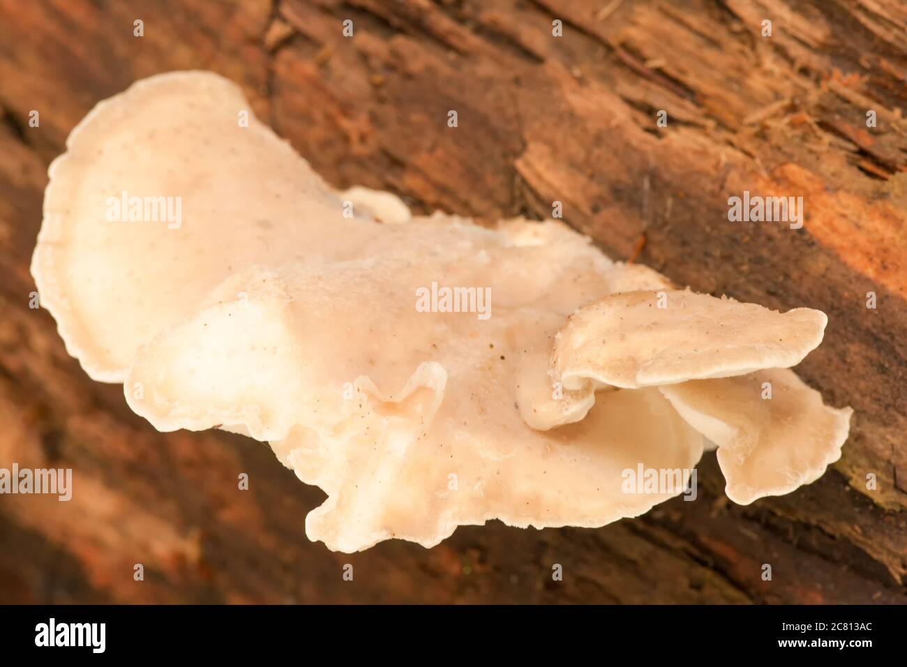 Oyster Mushrooms are a choice edible mushroom in the polypores group of mushrooms  mushroom in Mirrorwmont Park in Issaquah, WA Stock Photo