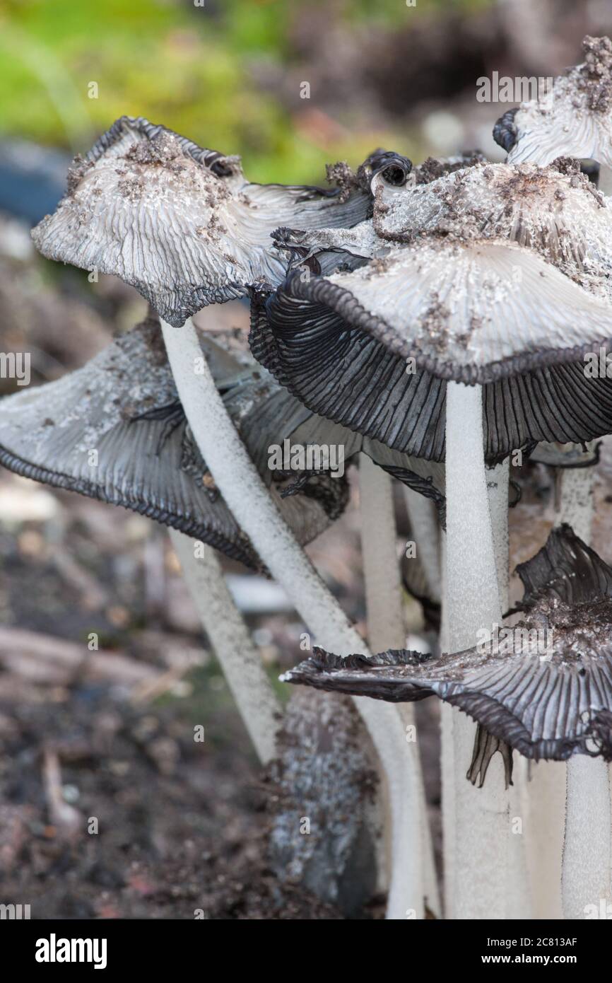 Coprinopsis lagopus mushroom growing in a garden in Issaquah, Washington, USA.  It is a common, short-lived, garden mushroom, which occurs in small to Stock Photo