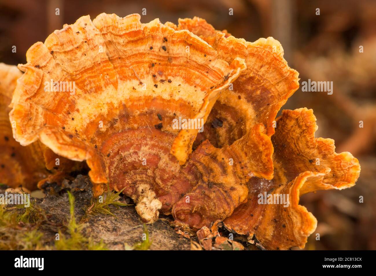 Sulfur Shelf Mushroom, a polypore also known as Chicken mushroom or Chicken of the Wood mushroom  in Mirrorwmont Park in Issaquah, WA Stock Photo