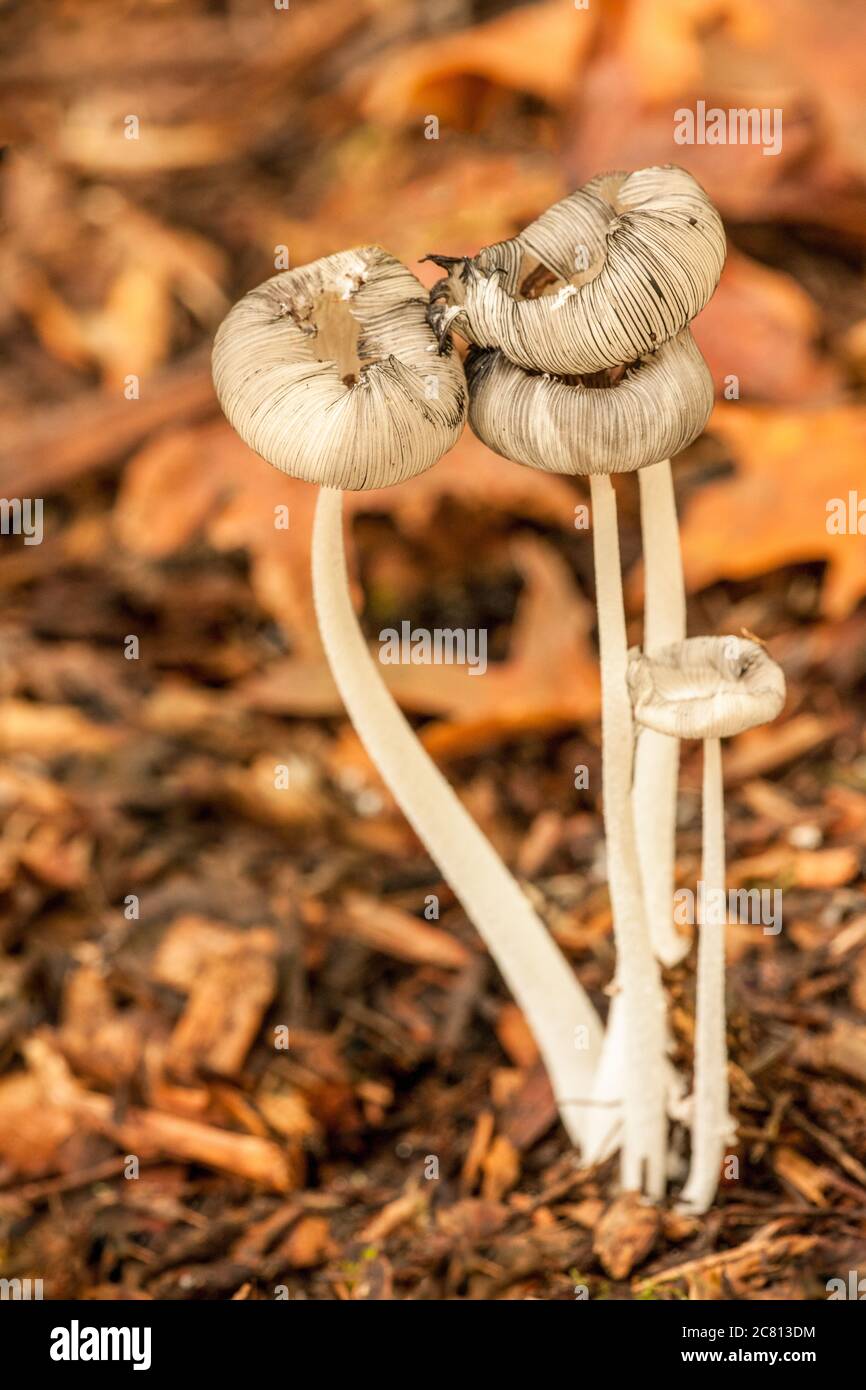 Coprinoid (Coprinopsis lagopus) mushroom in Issaquah, Washington.  It is a common, short-lived, garden mushroom, which occurs in small to Stock Photo
