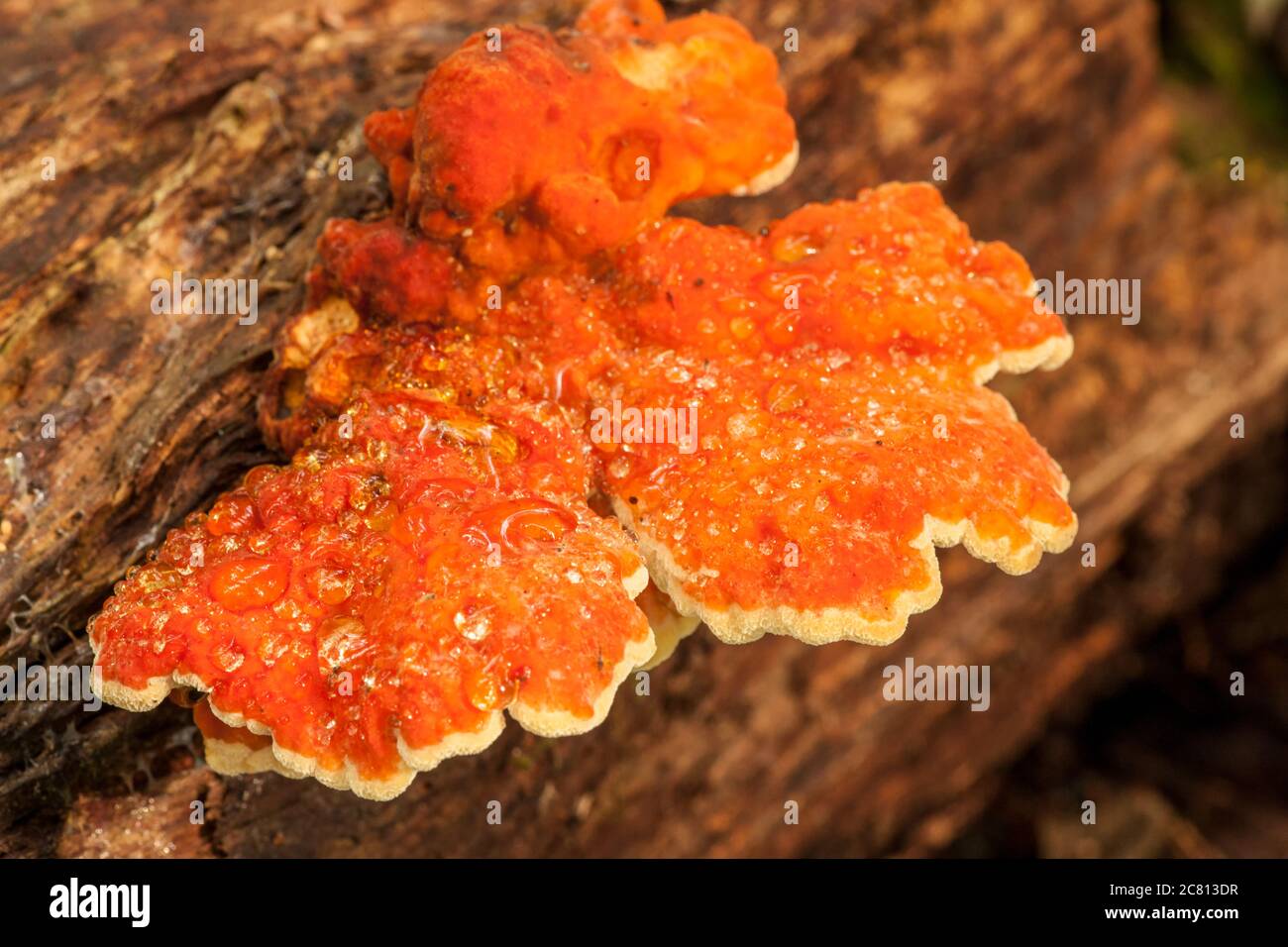 Chicken of the Woods (Laetiporus conifericola) mushroom in Mirrorwmont Park in Issaquah, Washington, USA.  This magnificent annual polypore (long know Stock Photo