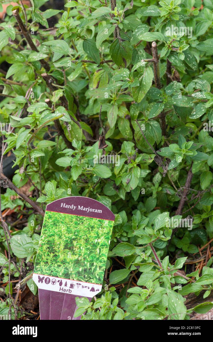 Hardy Marjoram or Italian Oregano plant in autumn in Issaquah, Washington, USA.  It is an aromatic, perennial herb. Stock Photo