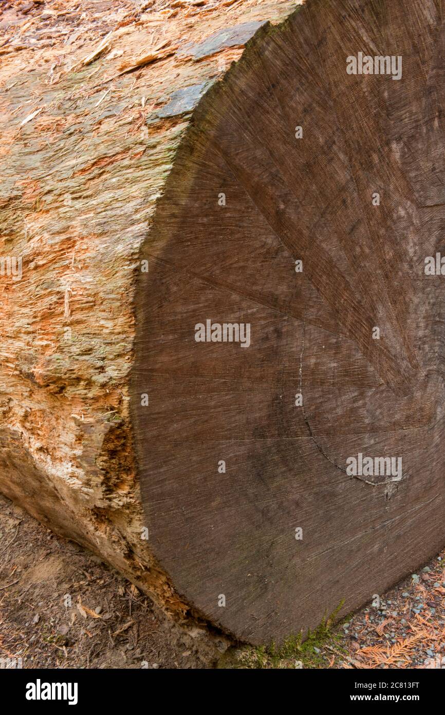 Fallen Western Redcedar tree log with part of the bark removed, showing tree rings, on the Trail of the Cedars trail in Newhalem, Washington, USA Stock Photo