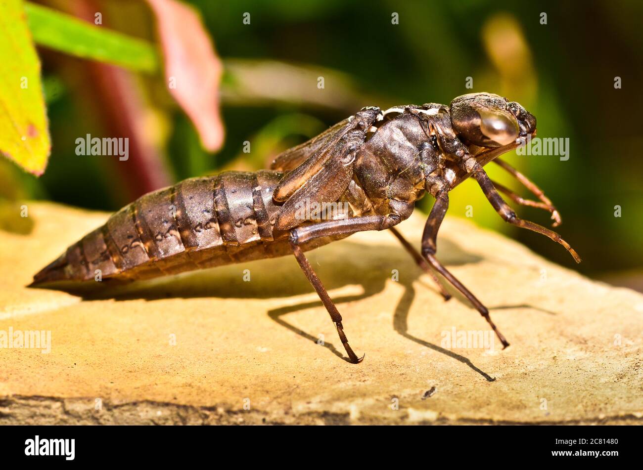 A larva, an empty nymph, of a dragon fly, a bubble tube, looking like a monster Stock Photo
