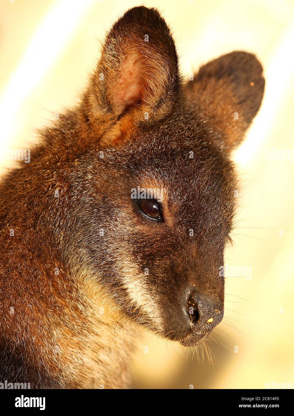 Bennett’s wallabies are mammals, a member of the kangaroo family. They