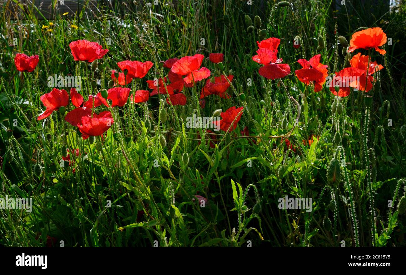 Poppies common wild flowers / weeds in summer farmland in the English