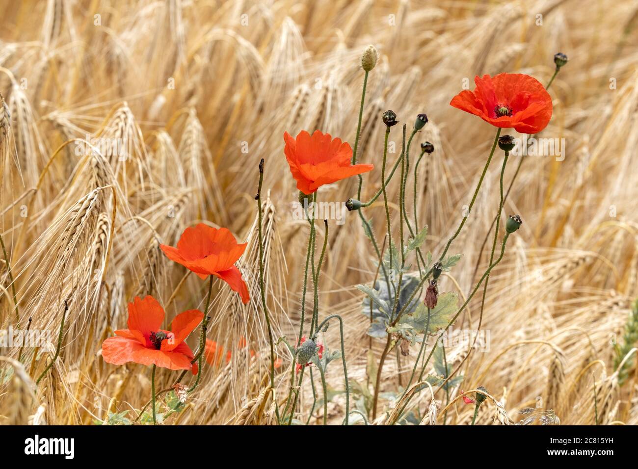 Poppies common wild flowers / weeds in summer farmland in the English