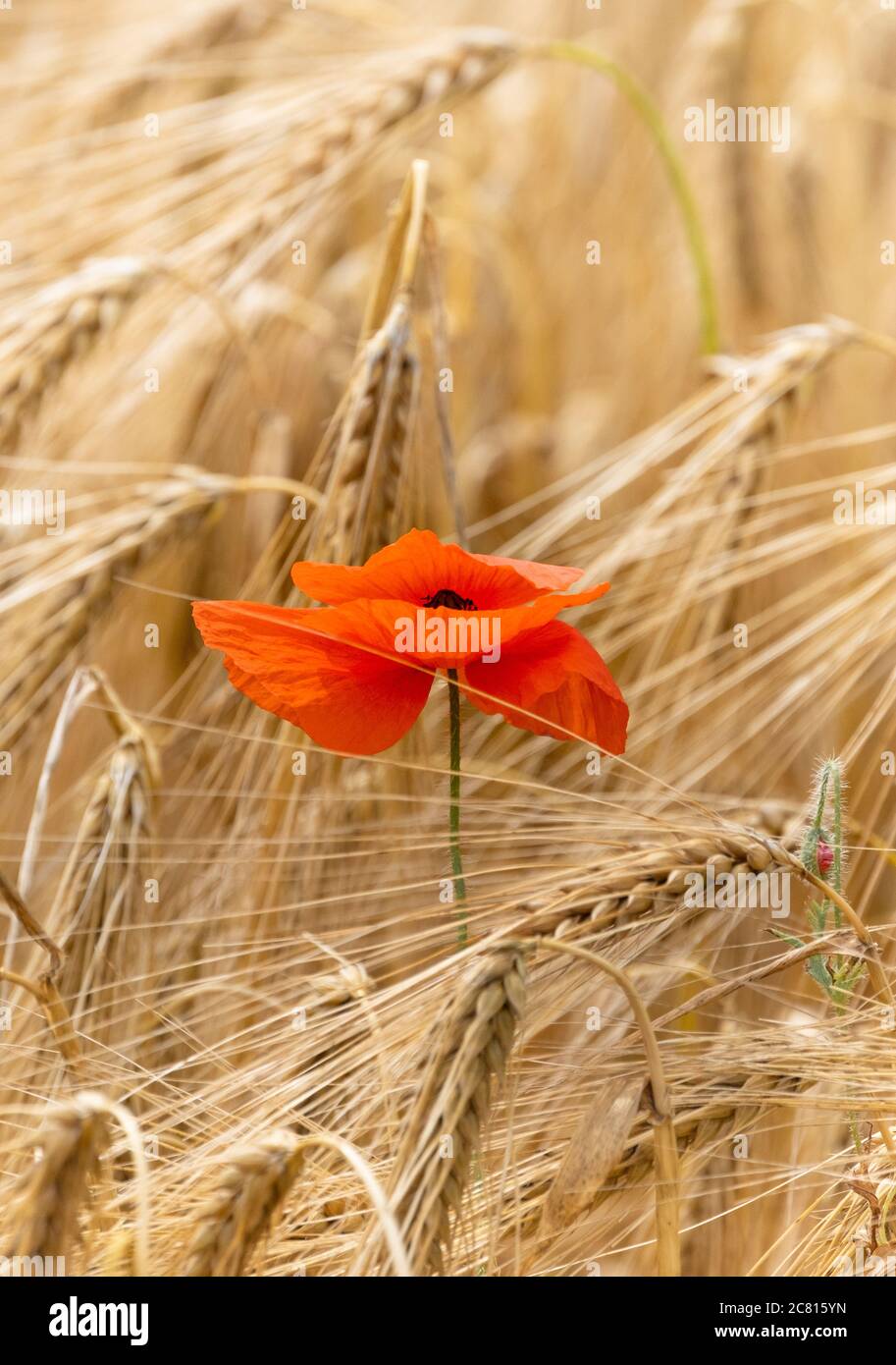 Poppies common wild flowers / weeds in summer farmland in the English