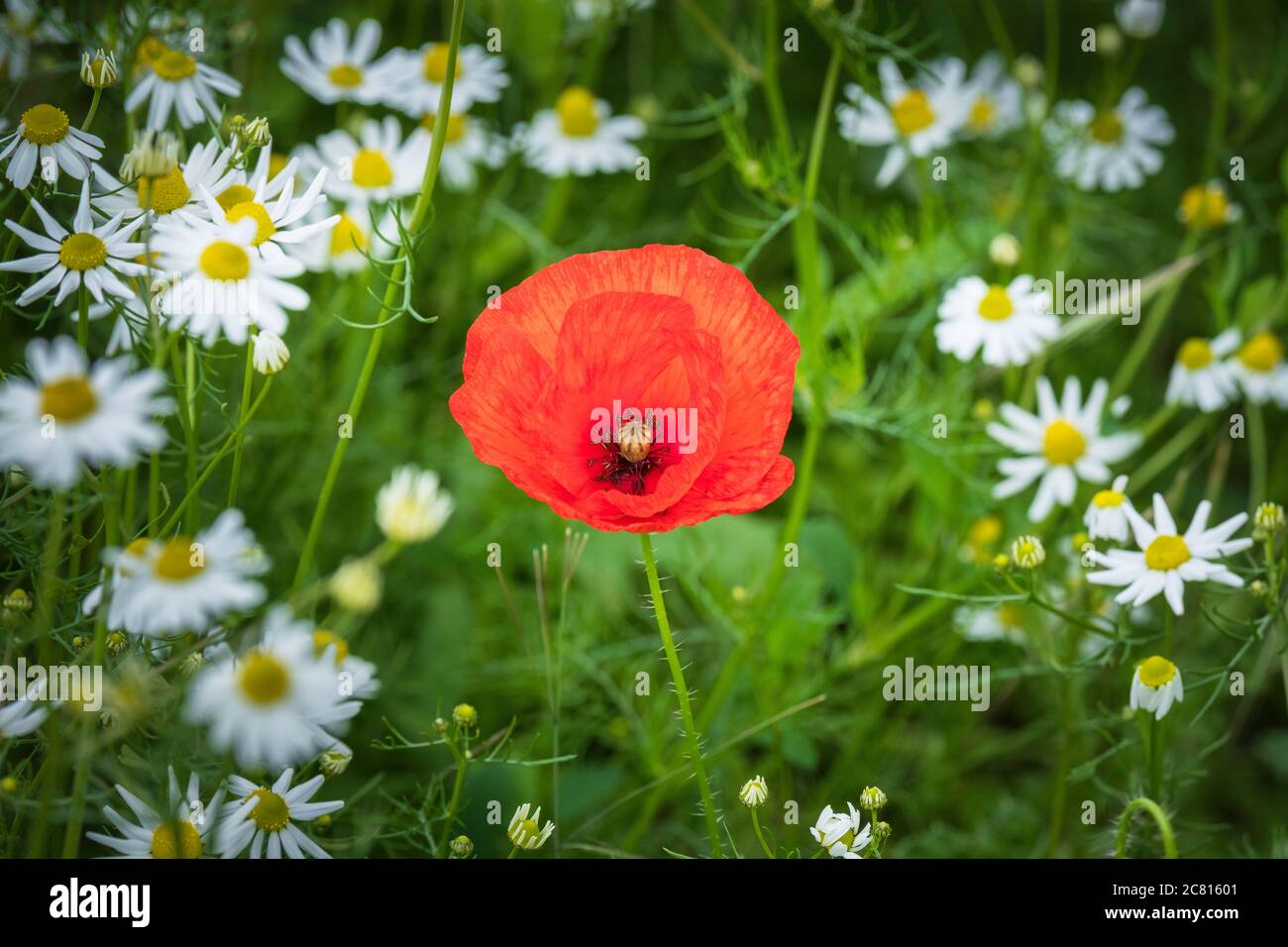 Poppies - common wild flowers / weeds in summer farmland in the English countryside the common poppy Papaver rhoeas Stock Photo